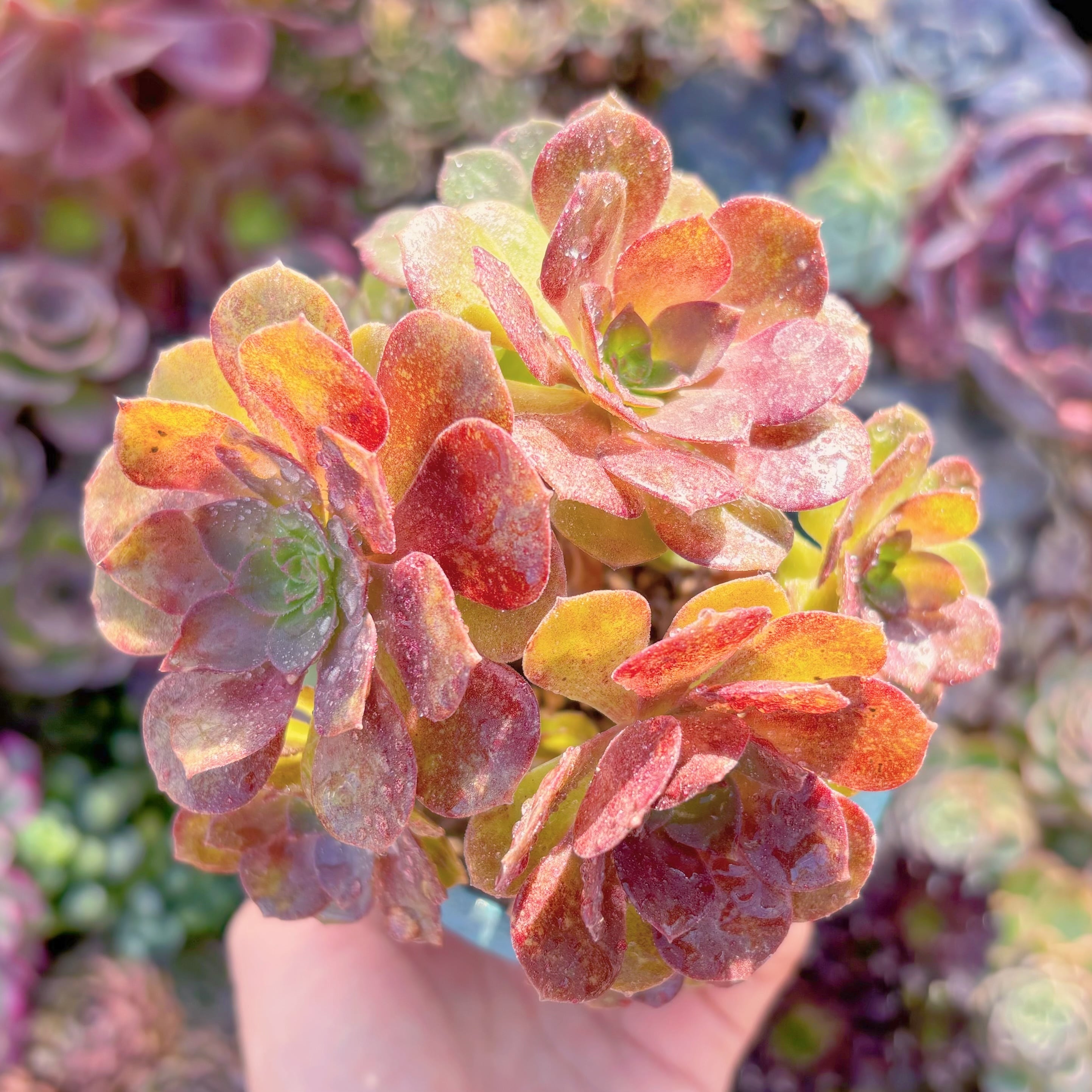 現品　赤焔蓮#1137　群生　るる農園