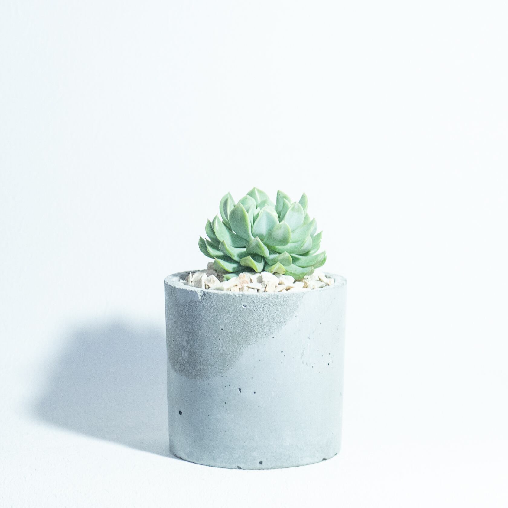 ＼送料無料／≪ 多肉植物 ≫室内管理もオッケーなエケベリア・トップスレンダーの鉢植え｜シンプルでお部屋を選ばない手作りモルタル鉢