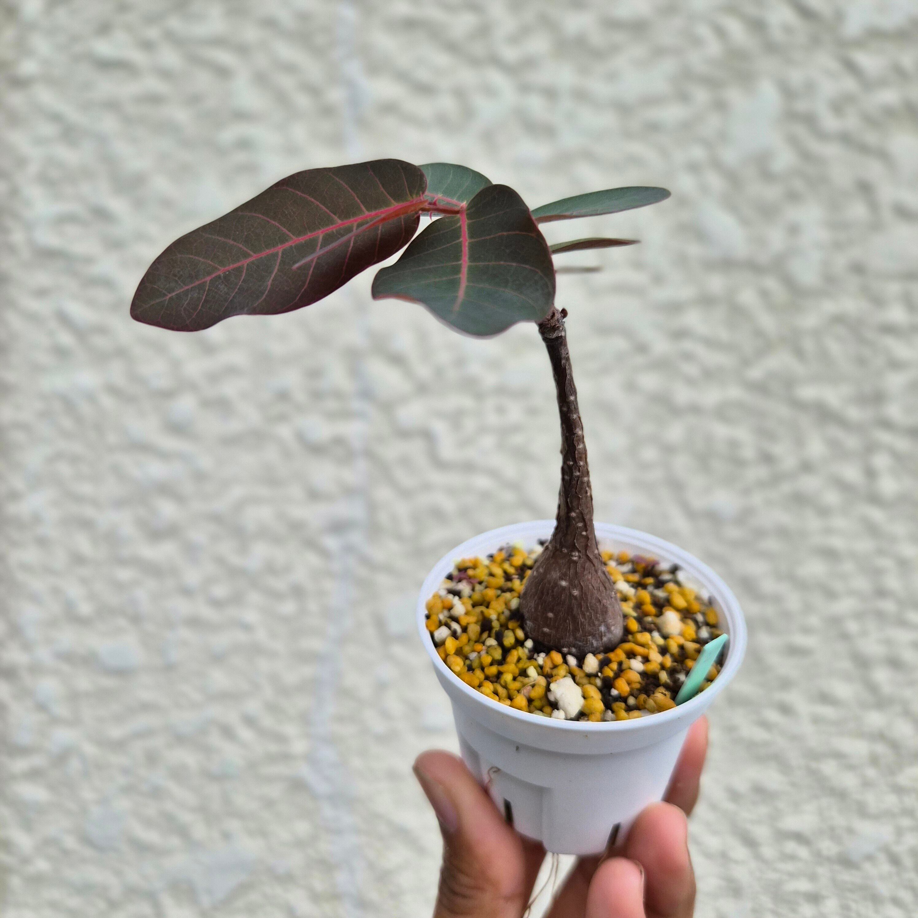 Sサイズ29〚フィランサス・ミラビリス〛Phyllanthus Mirabilis 塊根植物 コーデックス ポット発送