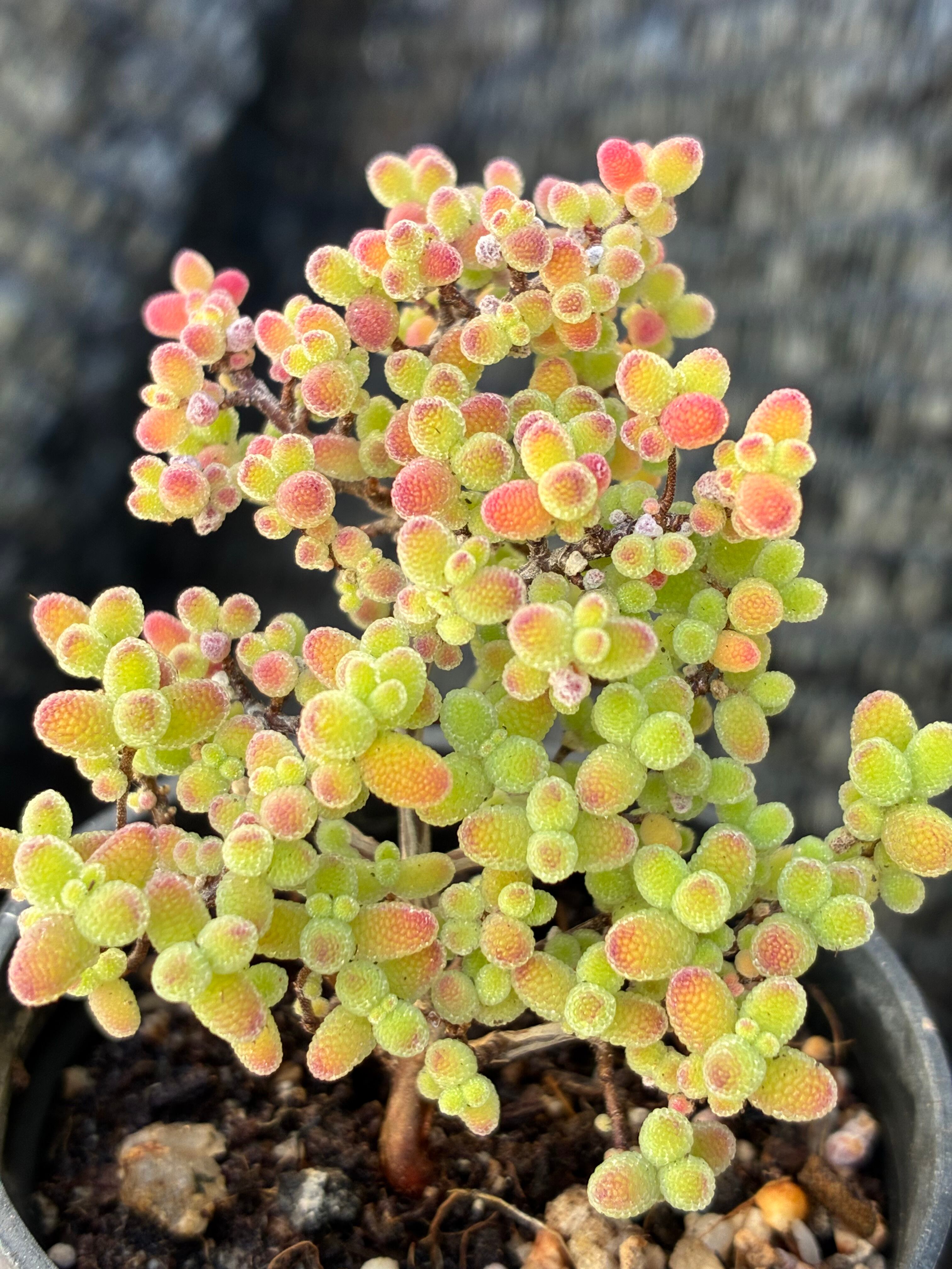 多肉植物 アエオニウム 孔雀白錦 美苗 #孔3 | Pay ID