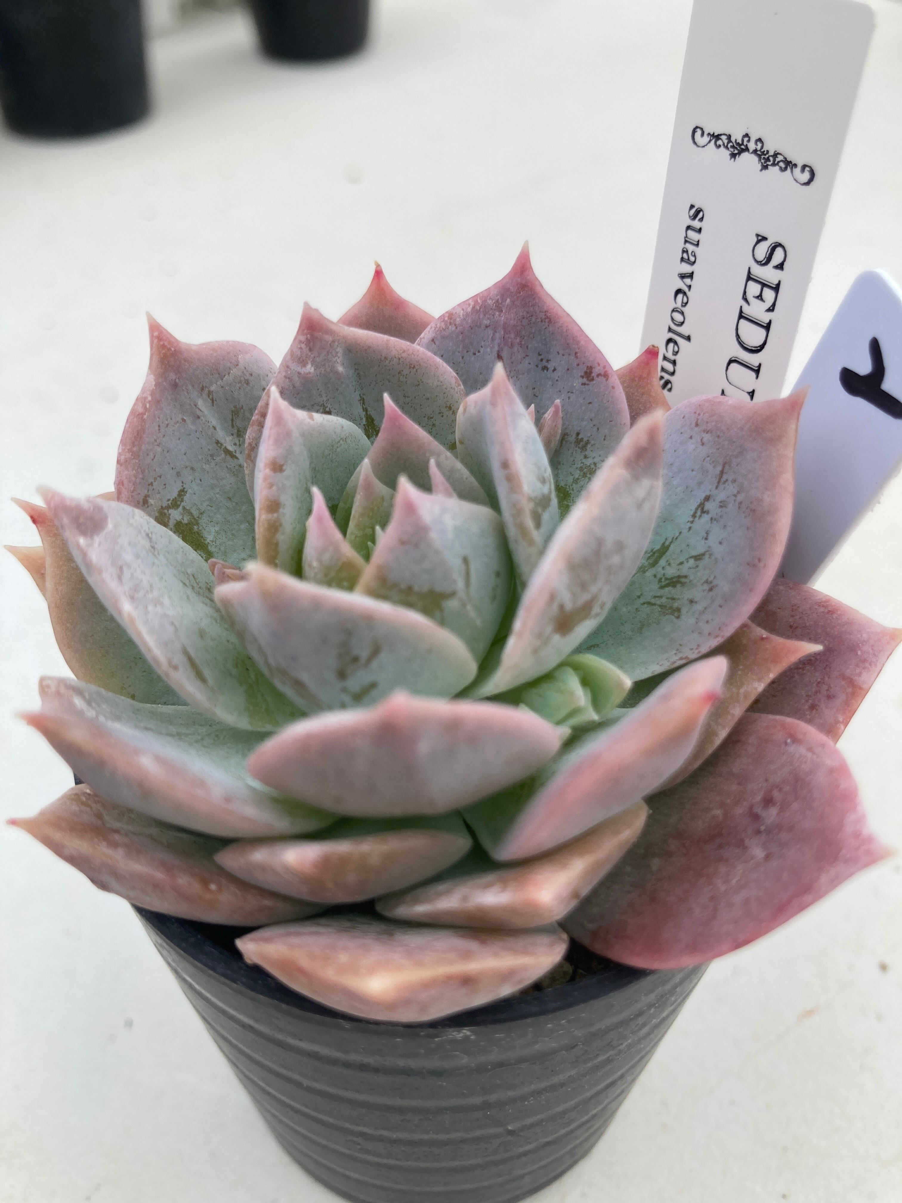 パープルヘイズ「ストロベリーカラー」 | 多肉植物研究所