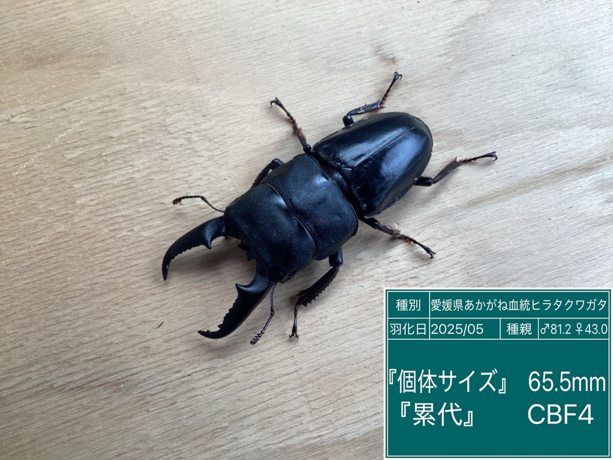 あかがね血統ヒラタクワガタ NO22 65.5♂単品 | 国産クワガタ ドルクス 