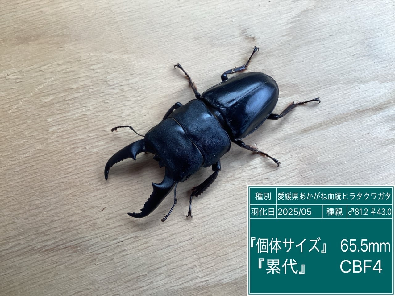 あかがね血統ヒラタクワガタ NO22 65.5♂単品 | 国産クワガタ ドルクス 