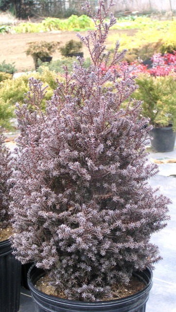 ヌマヒノキ レッドスター パープルフェザー 樹高約50 60cm 神多野園芸 ヌマヒノキ レッドスター パープルフェザー 樹高約50 60cm 神多野園芸