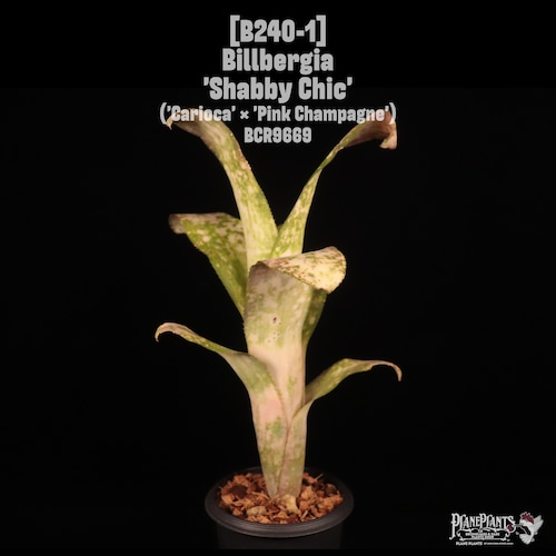 Billbergia 'Shabby Chic'〔ビルベルギア〕B240-1