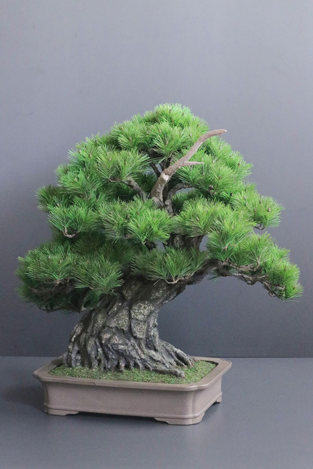 盆栽 松 Pinetree Bonsai #151 | Oh! BONSAI