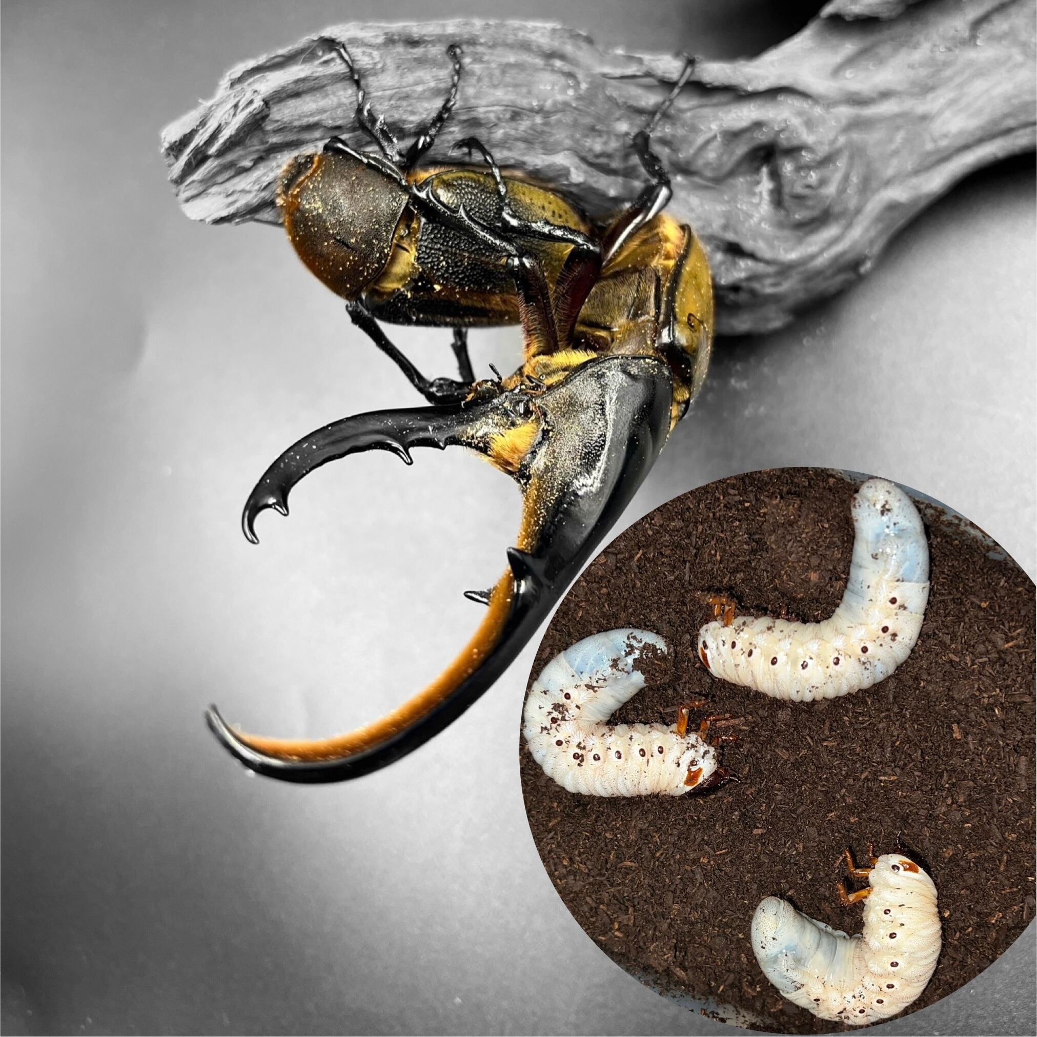 ヘラクレスオオカブト幼虫初令〜3令後期