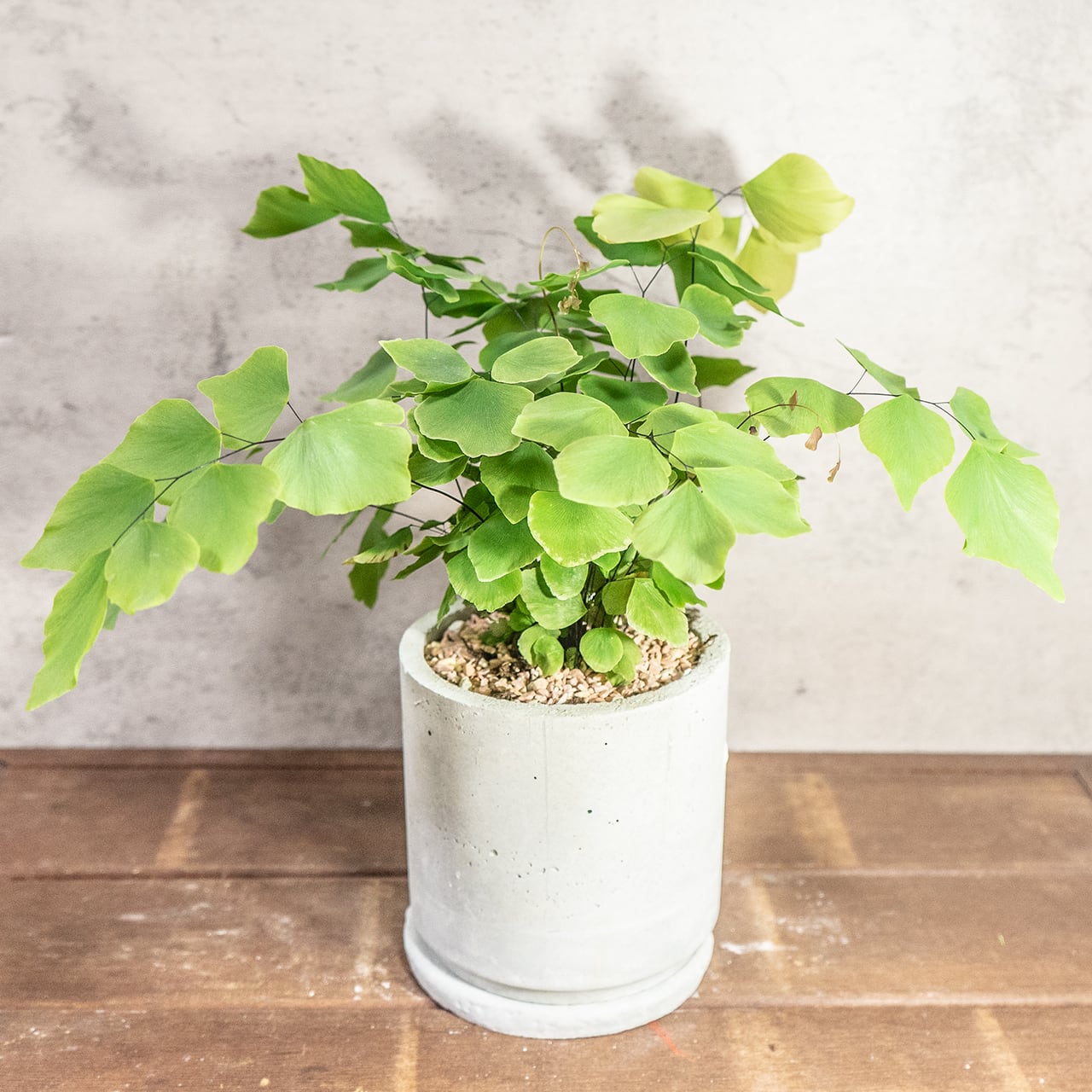 【繊細な葉が魅力】大葉アジアンタムを手づくりモルタル鉢で。グリーンインテリアに。／虫発生抑制／全国一律送料850円