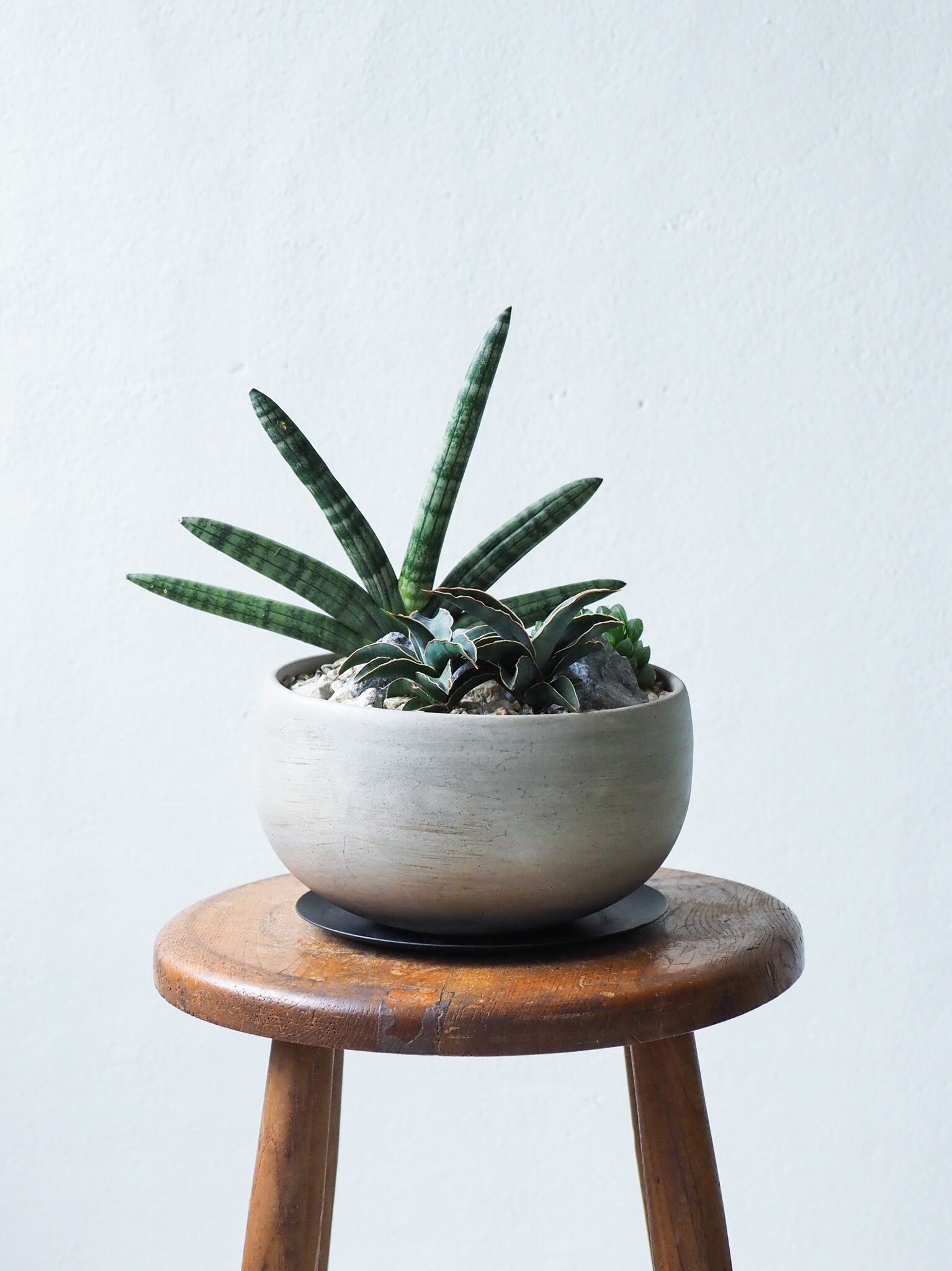 その他観葉植物 Shion* 120cm〜140cmの観葉植物 | 送料無料でお届け | Hitohana（ひとはな）