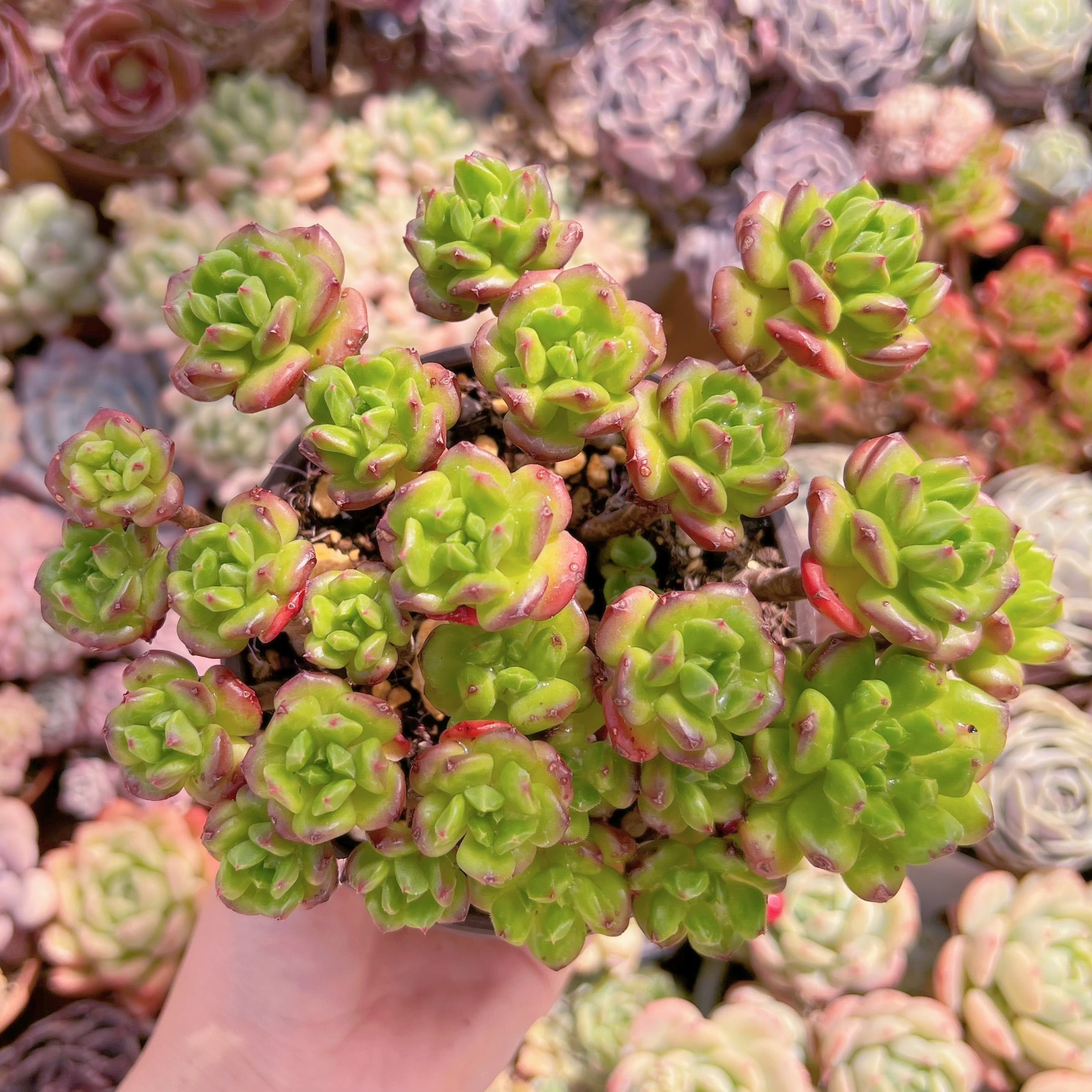 現品　ランタン#083　るる農園