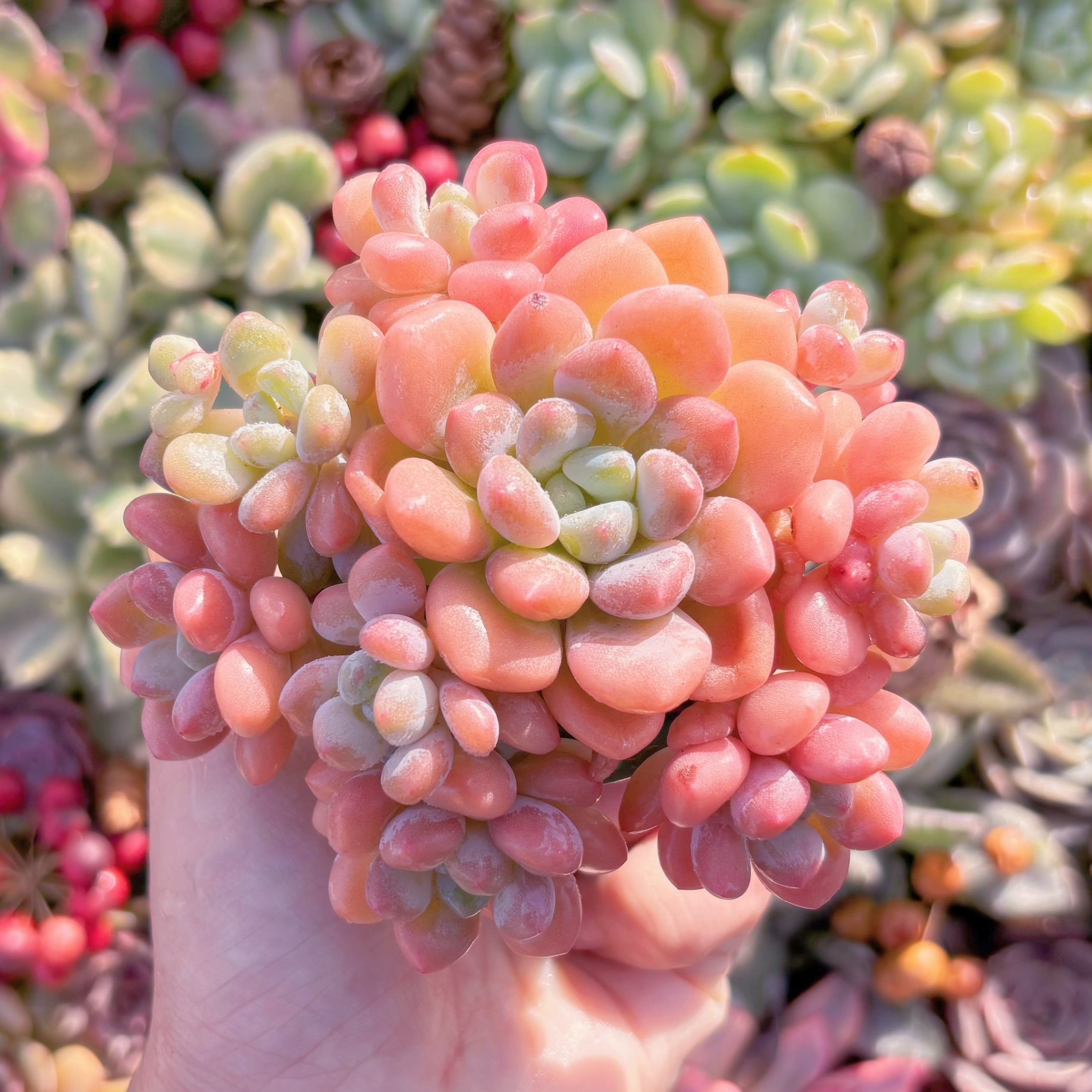 多肉植物　ラブリーベア　群生　新入荷　るる農園