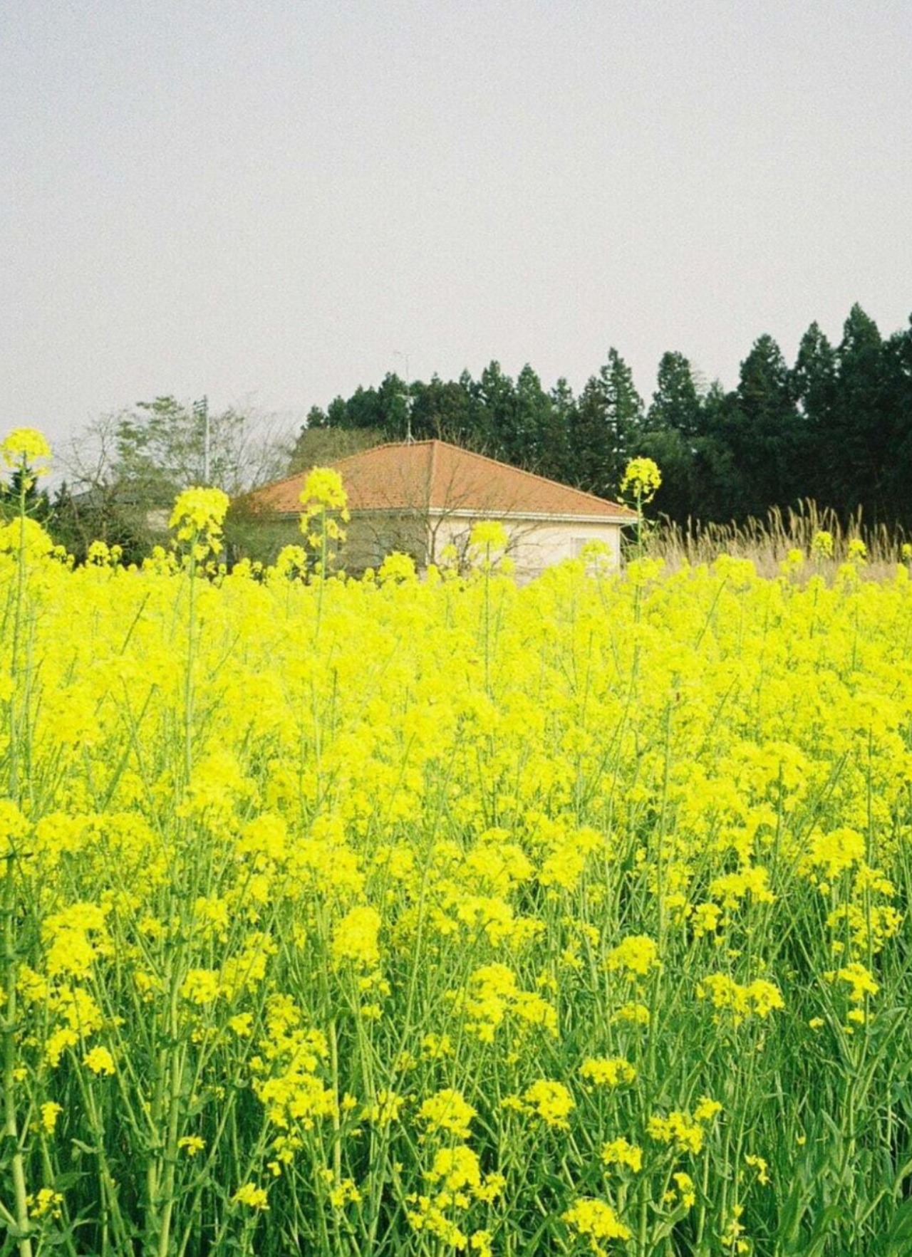 【数量限定】Suikou 水光 Olympus-PEN EES-2