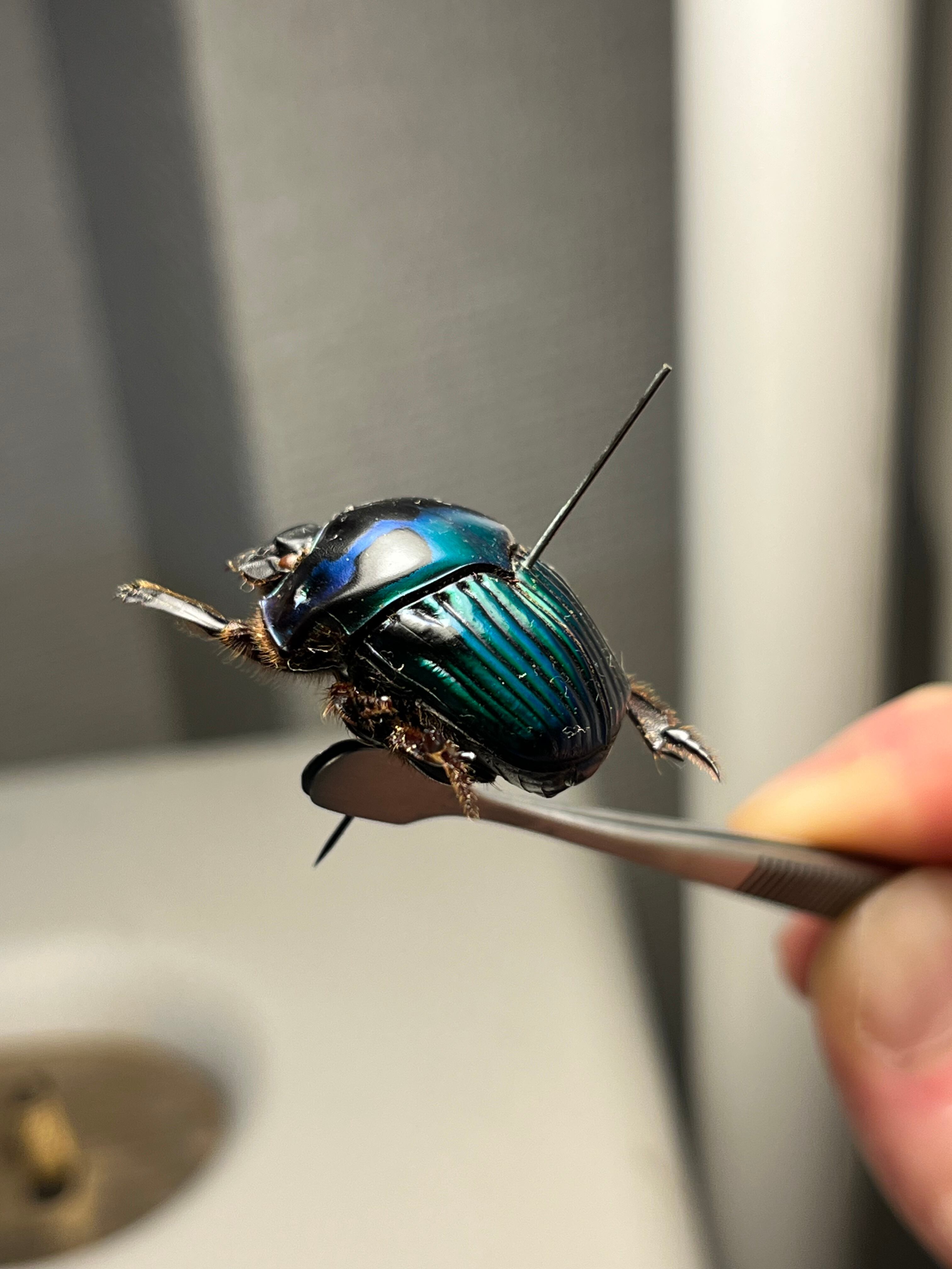 幸運ノ虫】エメラルドツヤダイコクコガネ フンチュウ糞虫昆虫標本甲虫