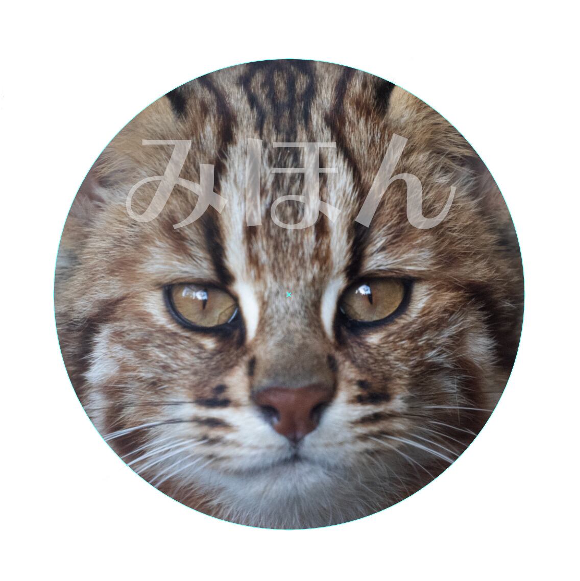 ツシマヤマネコ F44mm缶バッジ やまねこショップ