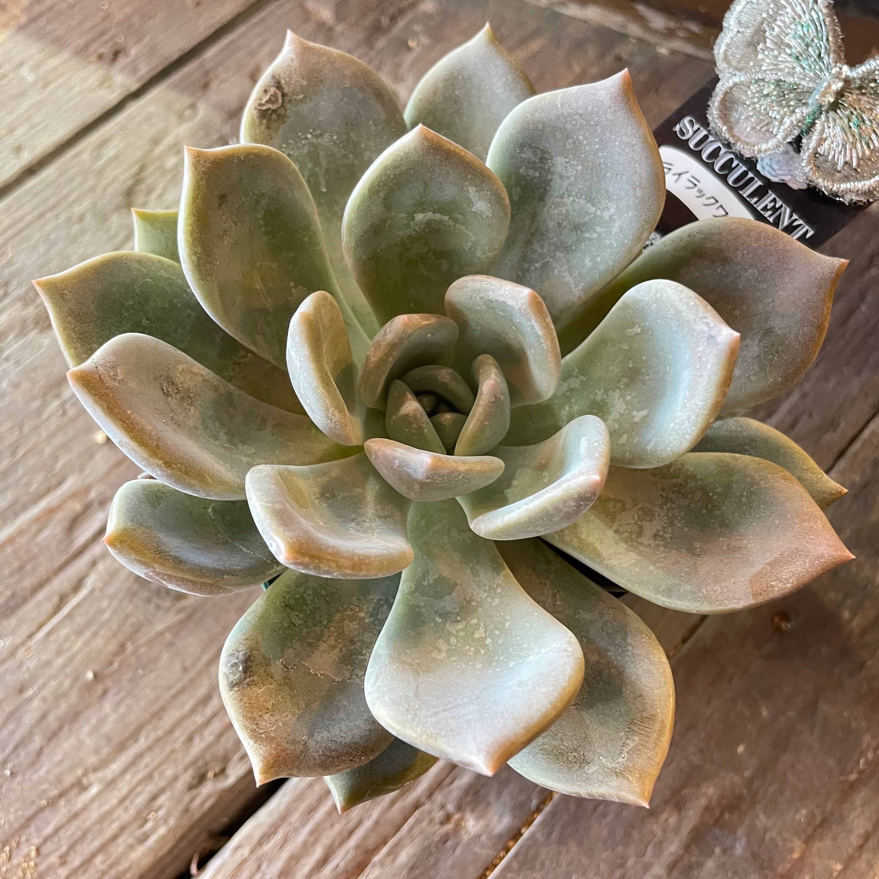 ライラックワンダー | RuPo 多肉植物専門店