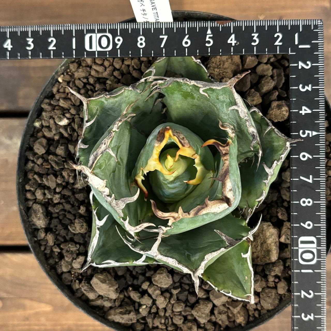 【選抜株】アガベ チタノタ 白鯨【803】