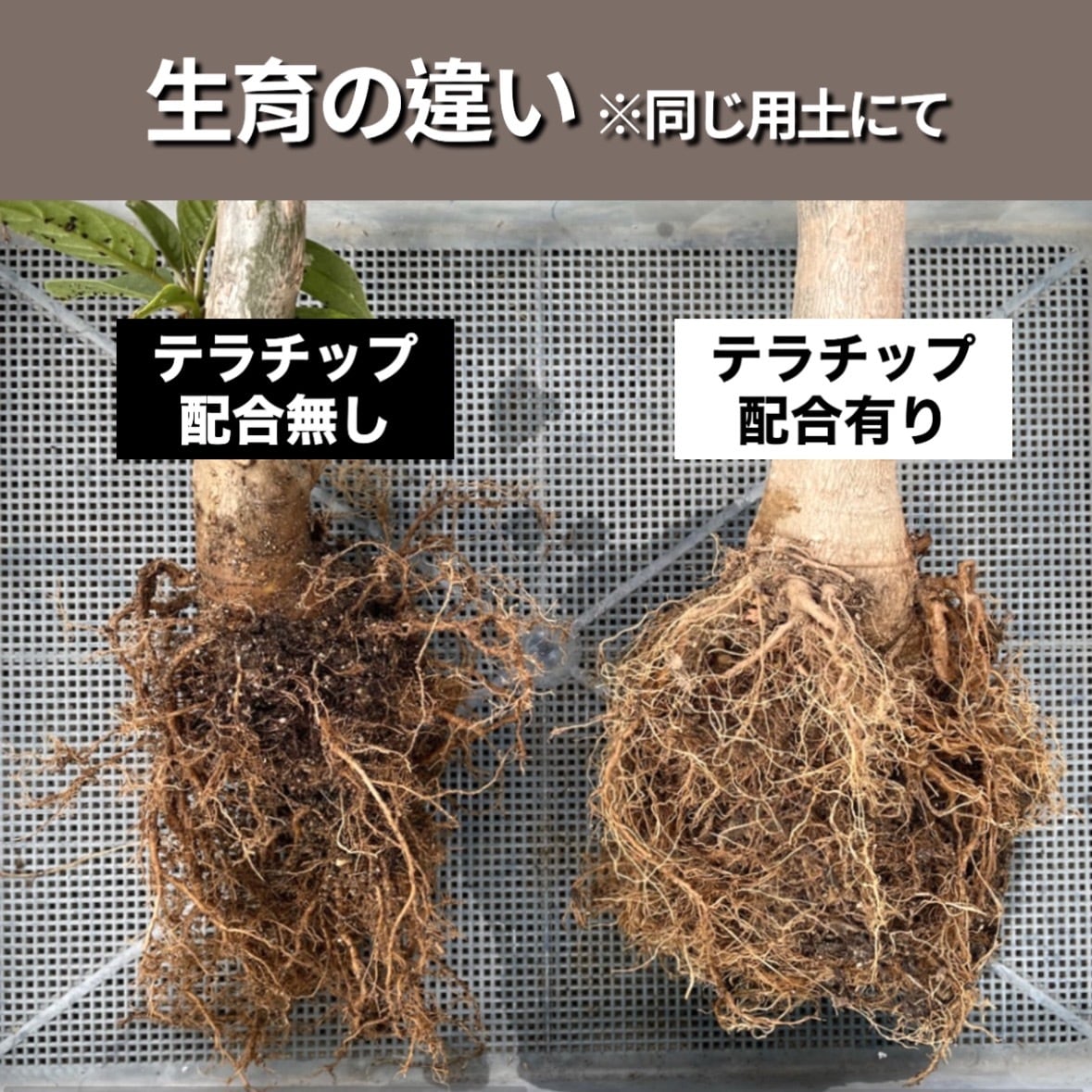 赤焼 600ml【テラチップ®️】