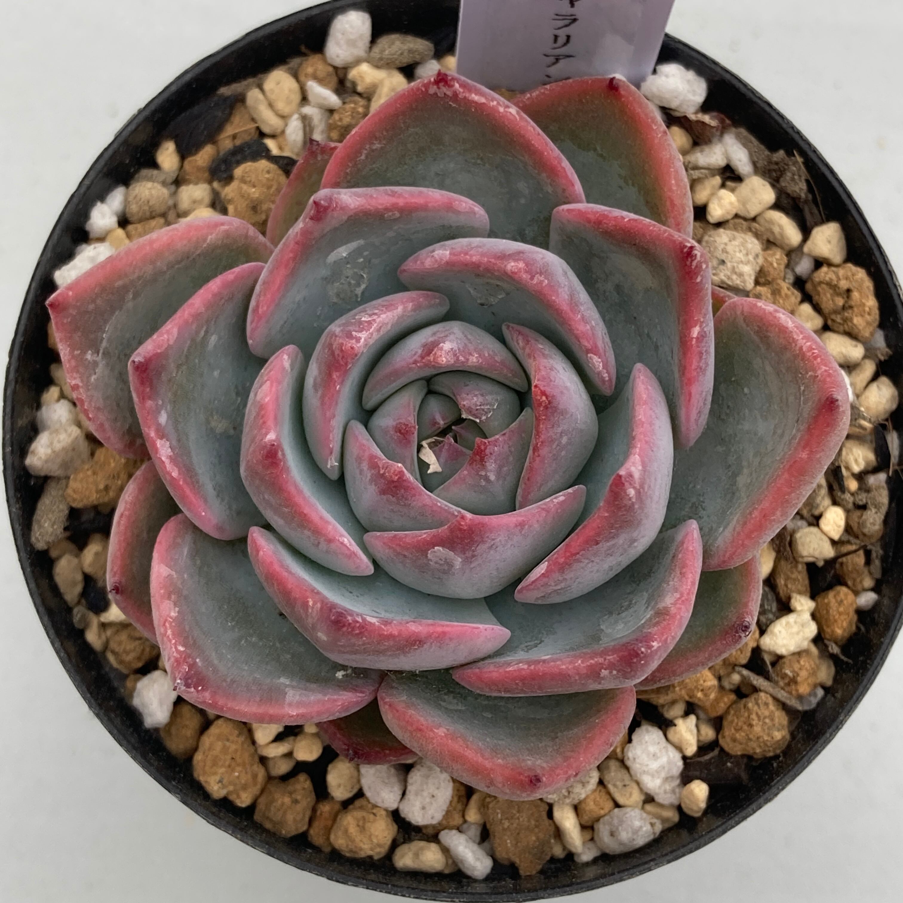 136. 多肉植物 キャラリアン 830円【抜き苗】 136. 多肉植物 キャラ