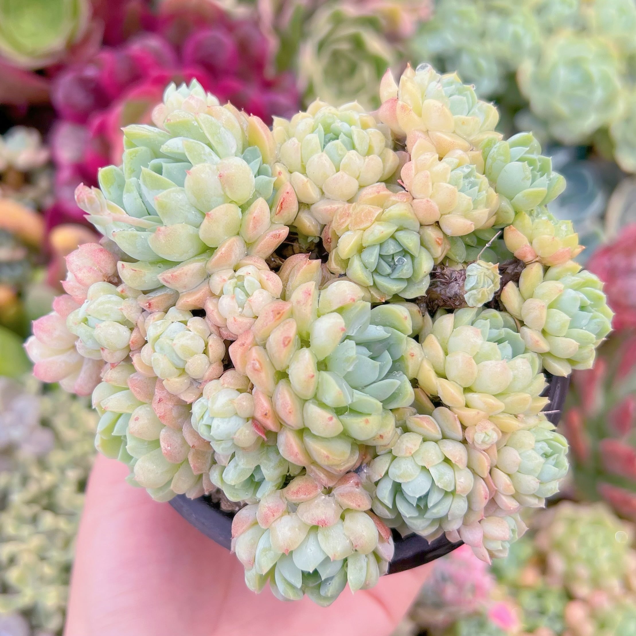 現品　ハチミツボール#A20　るる農園