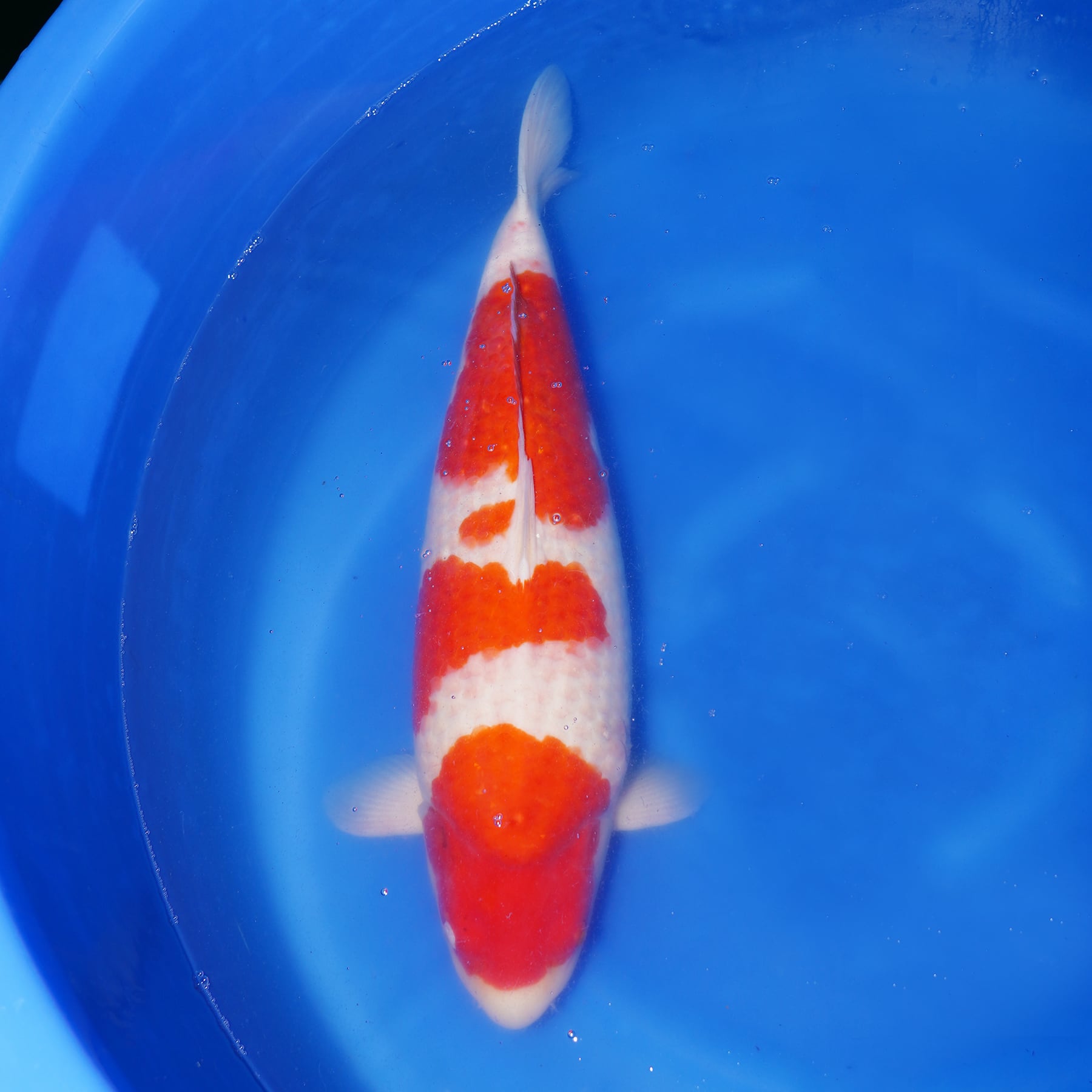 直接引き取り限定●新潟市● 錦鯉 紅白 小千谷産 6歳   体長：約75cm   KOI Nishikigoi KOIFISH  Red and White OJIYA NIIGATA 直接引き取り限定○新潟市○ 錦鯉 紅白 小千谷産 6歳 体長：約75cm KOI