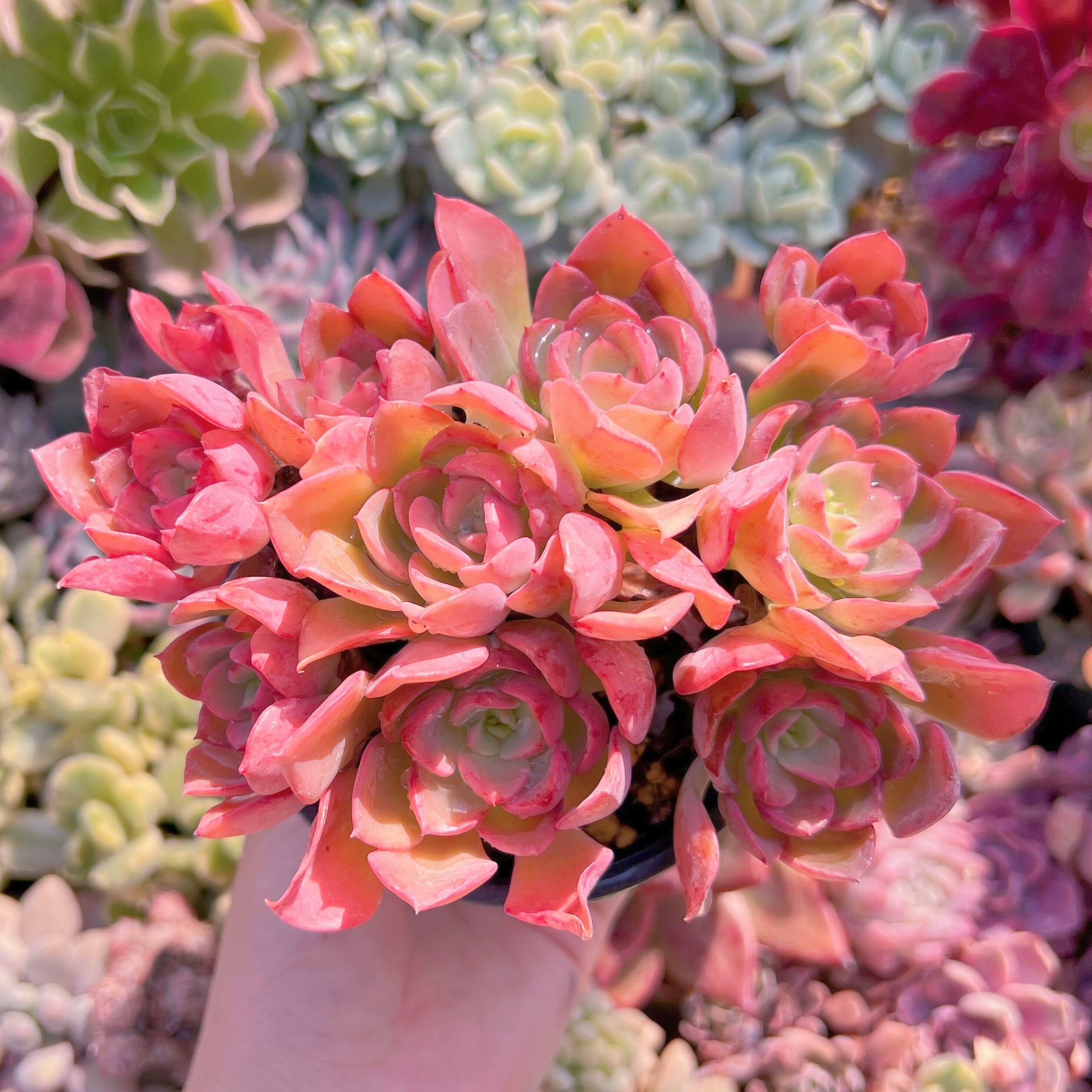 現品　ノーブル#3013　新入荷