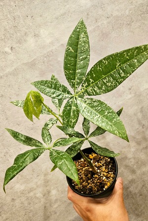 Pachira aquatica '斑入り' 実生【artPLANTs】パキラ/Pachira