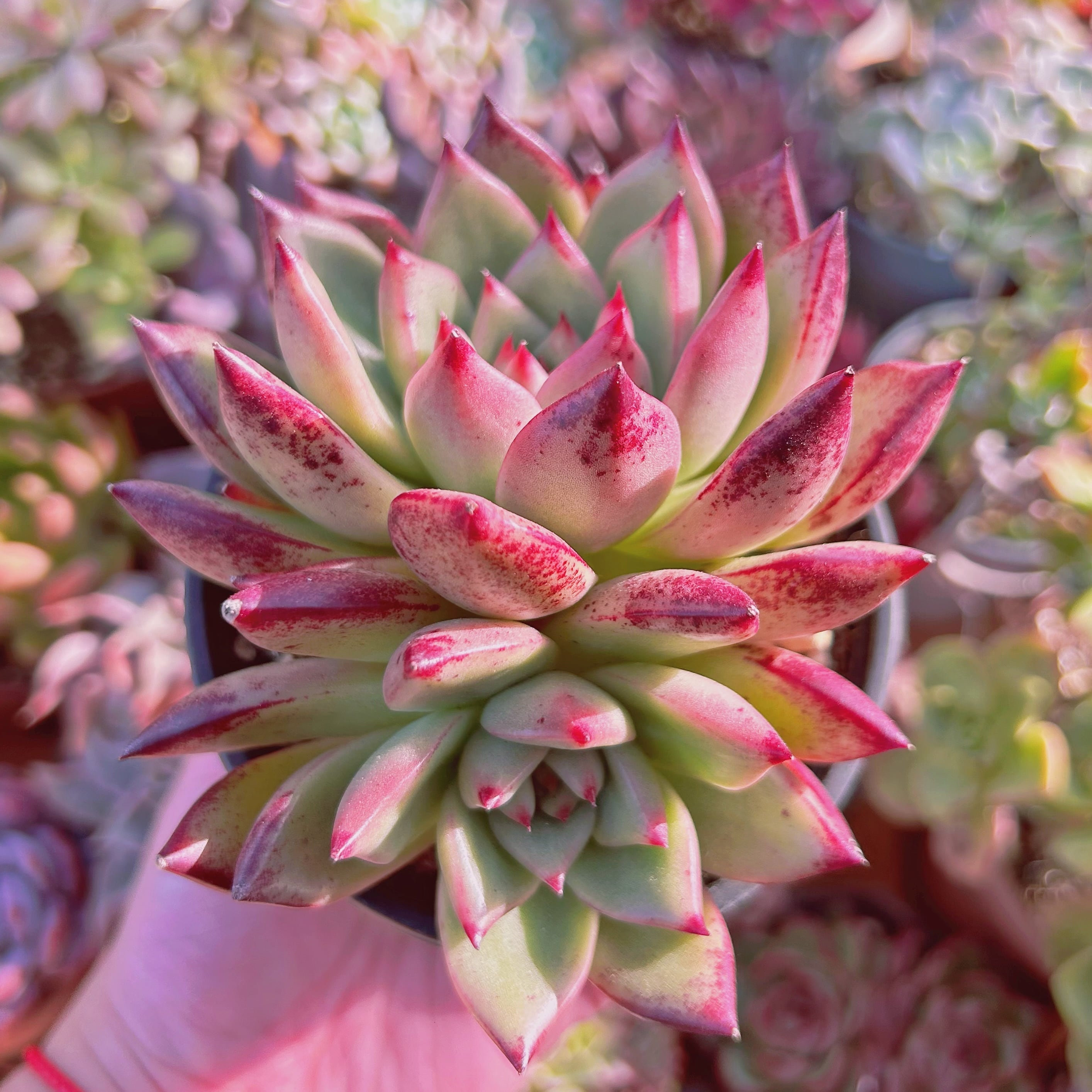 現物　多肉植物　Echeveria  ロメオxマリ　特大　群生