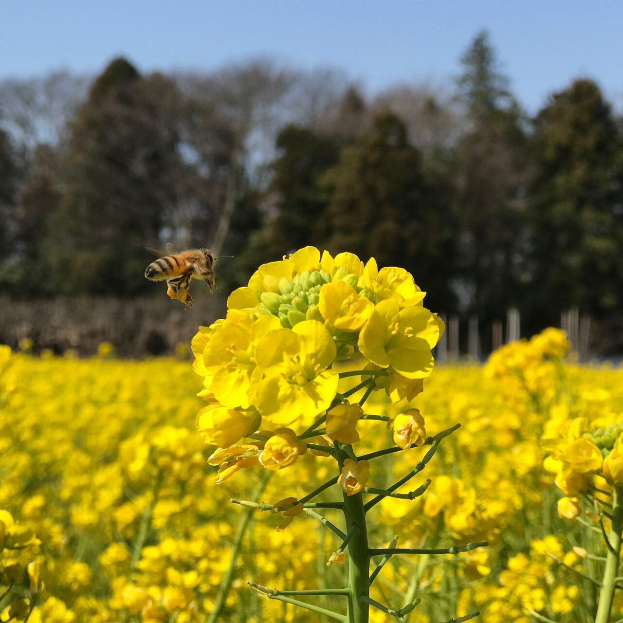 町田のはちみつ（小）120g