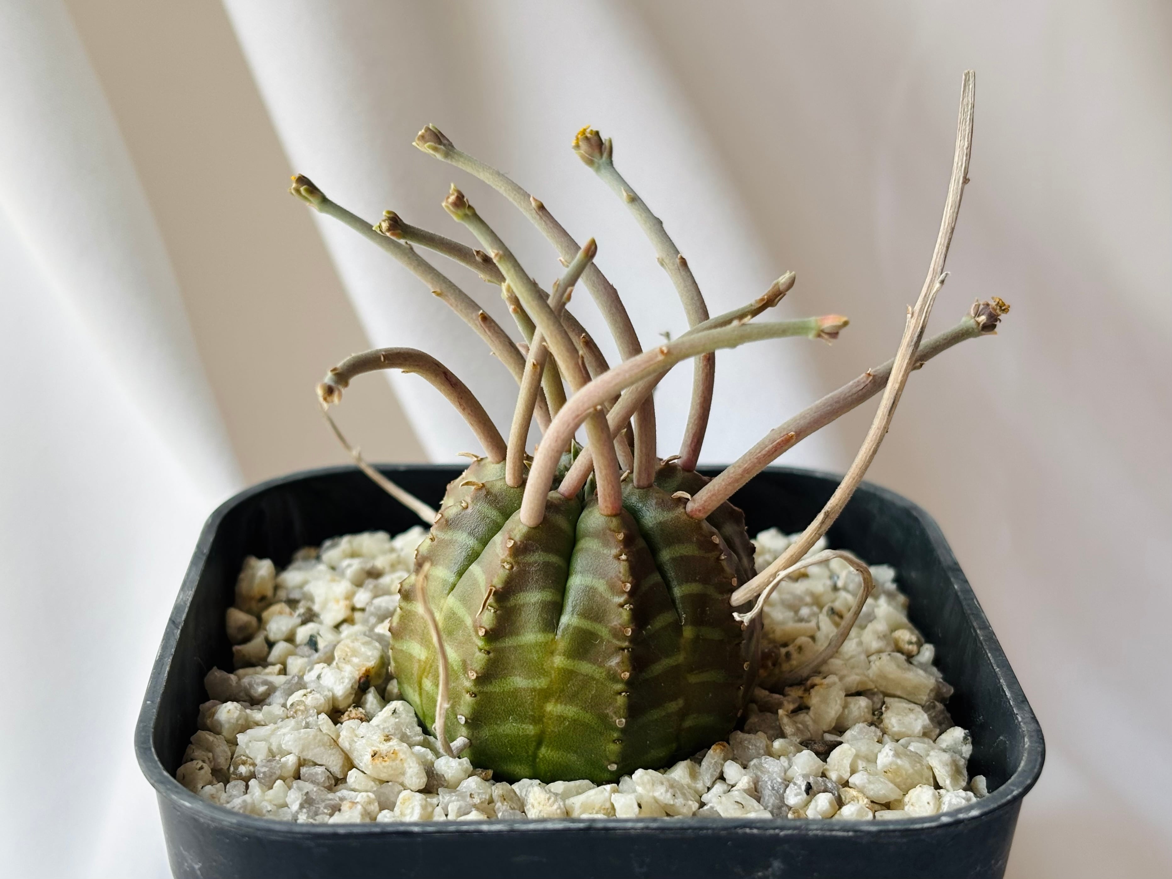 Euphorbia valida ユーフォルビア スーパーバリダ 多肉植物 | plants