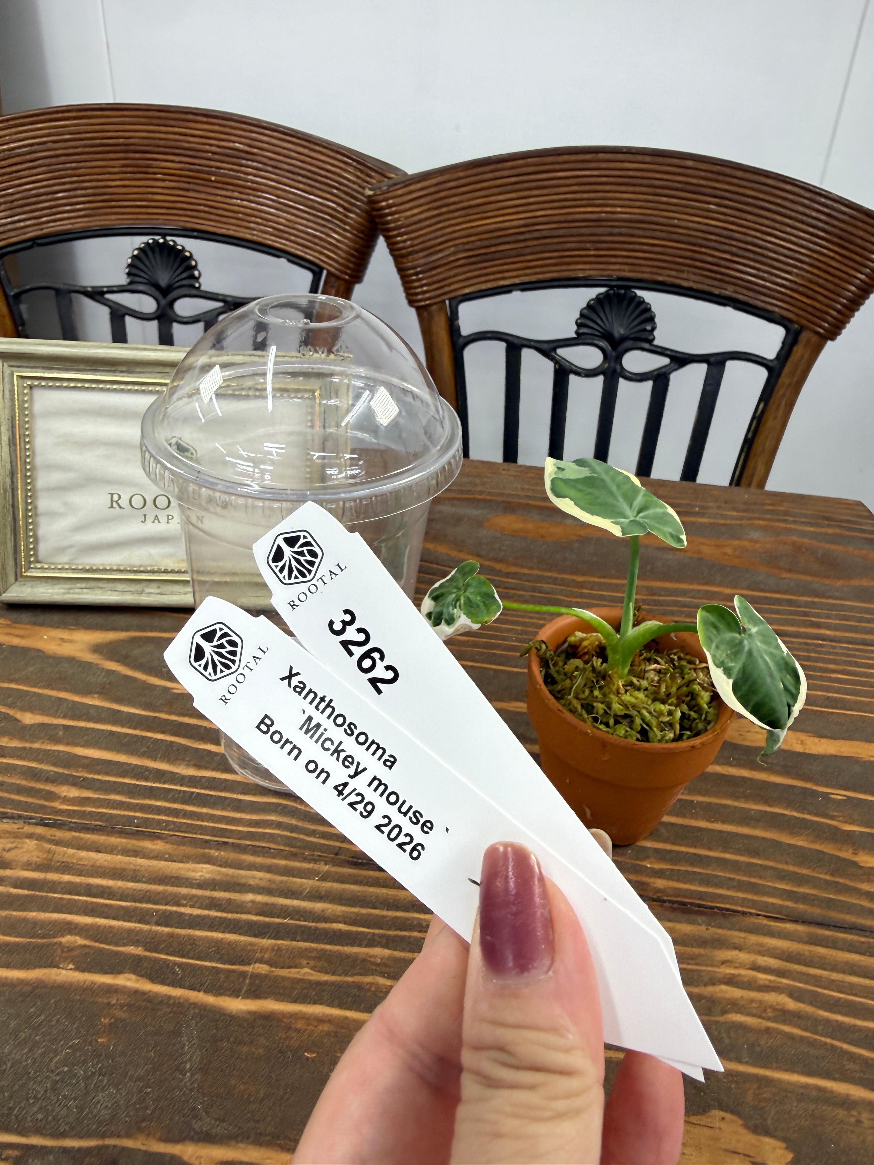 観葉植物いろいろ | ROOTALPLANTS