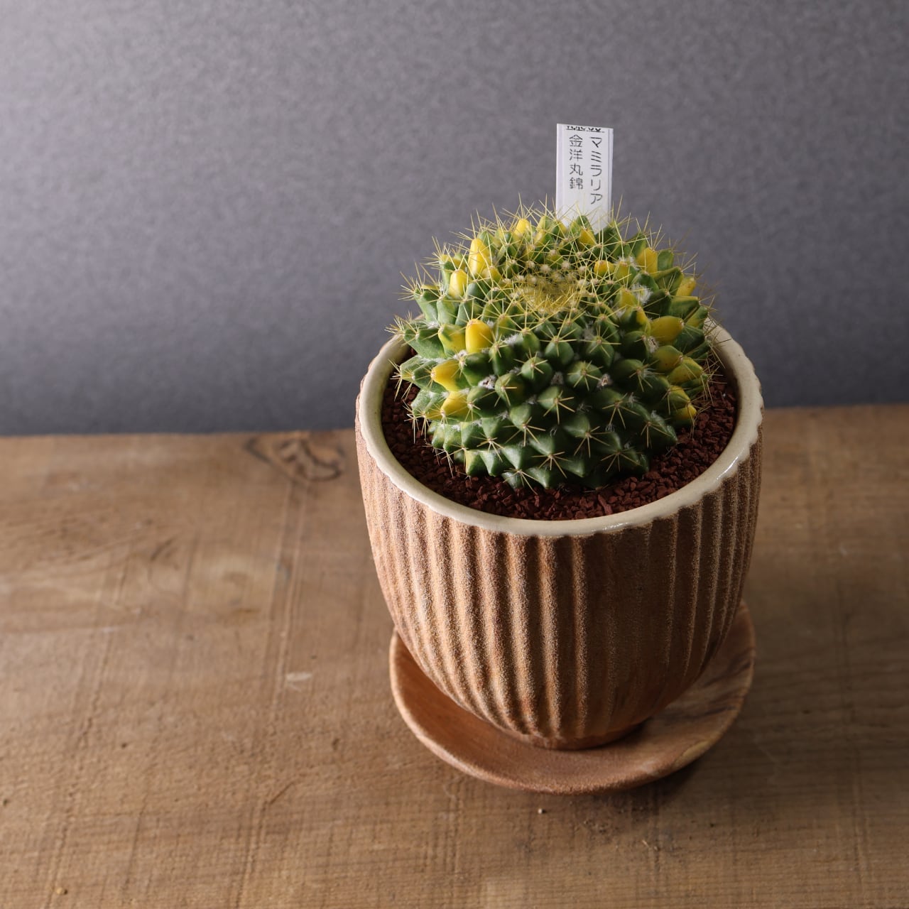 【美株】マミラリア 大福丸 国内実生 陶器鉢入 塊根植物 サボテン コーデックス マミラリア・大福丸hyb. | trigger