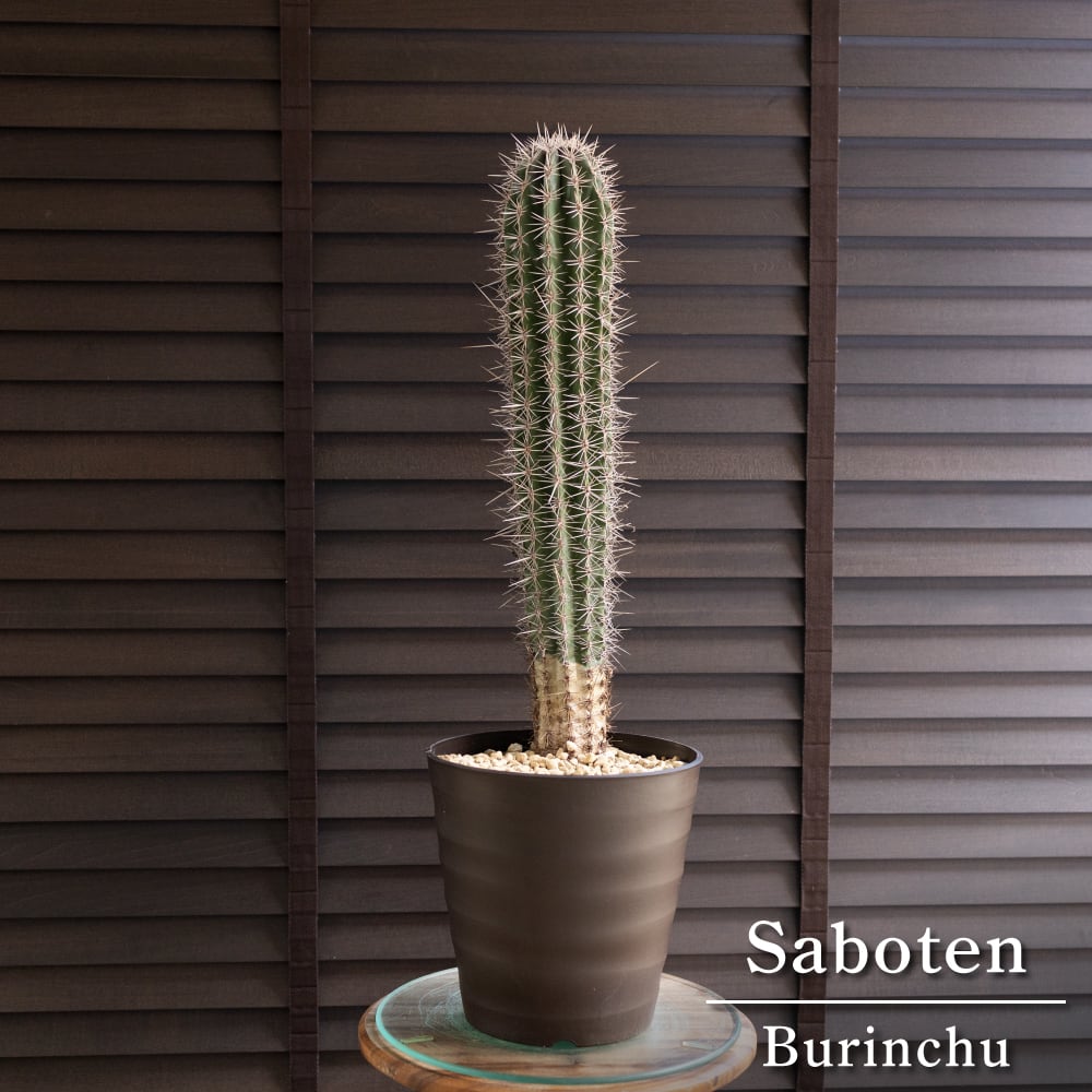 ノリナ ネルソニー 12号 トックリラン 幹立ち 観葉植物 | Pay ID