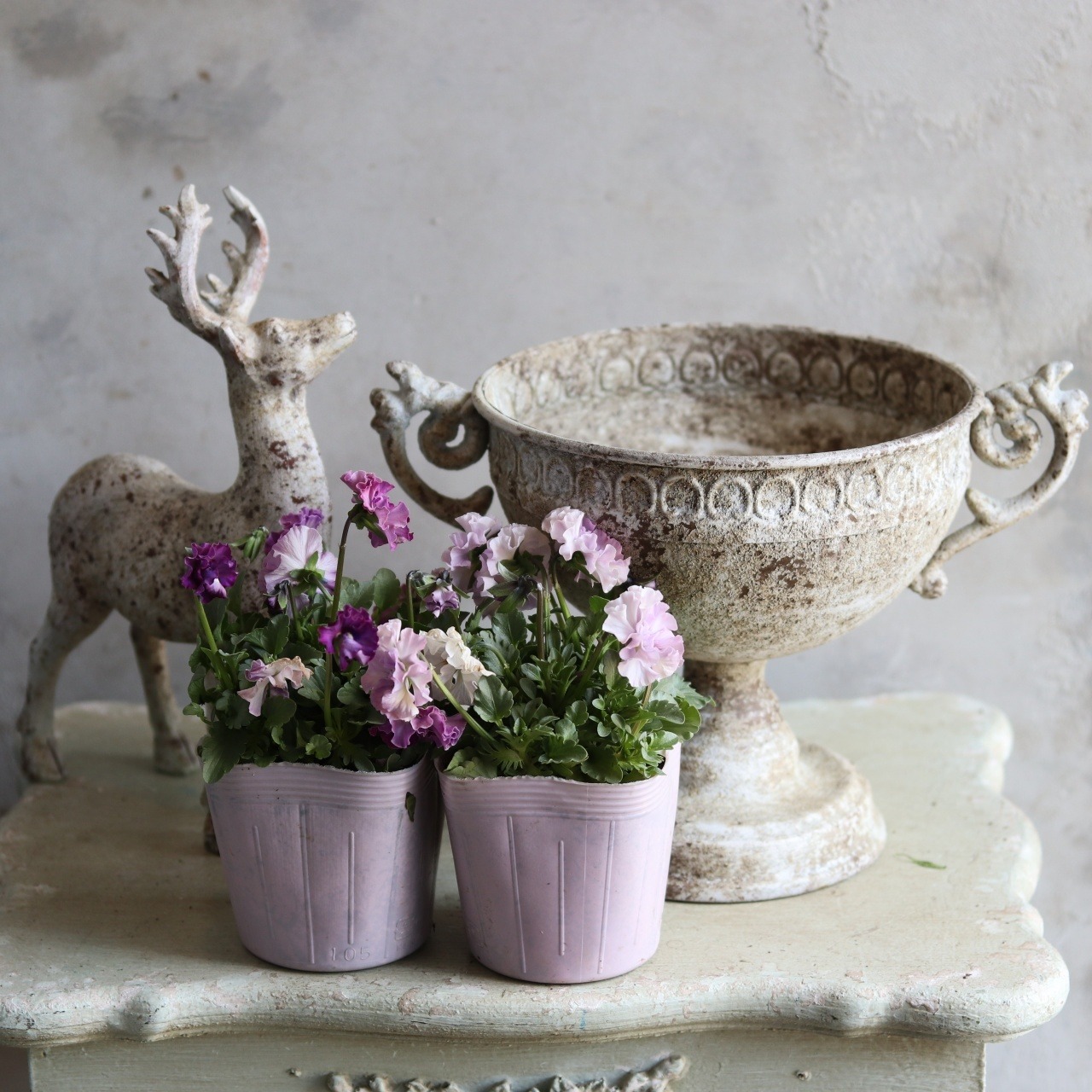 ビオラ　ティアード（ピンク系）冬から春にオススメのお花　よく咲く　シャビーシックにおすすめ