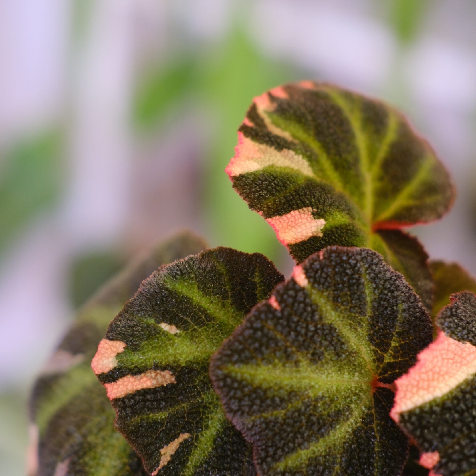 Begonia soli mutata Variegated│ベゴニア ソリムタータ バリエガータ