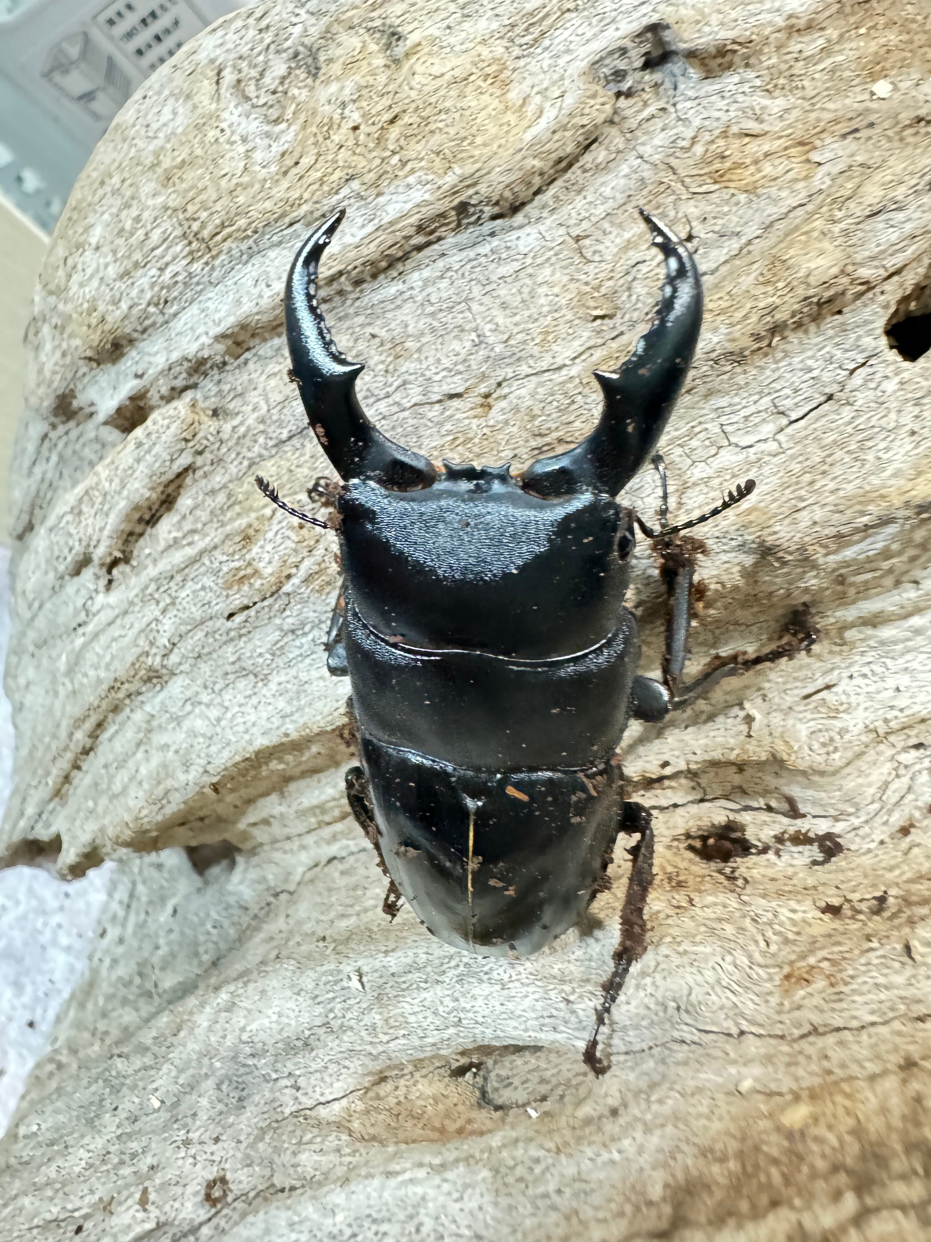 ワイルドゾウカブトペア！