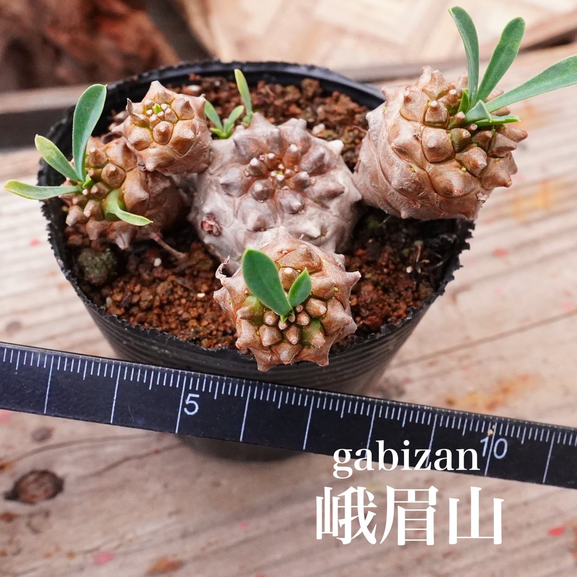 多肉植物 | E-TANIKU