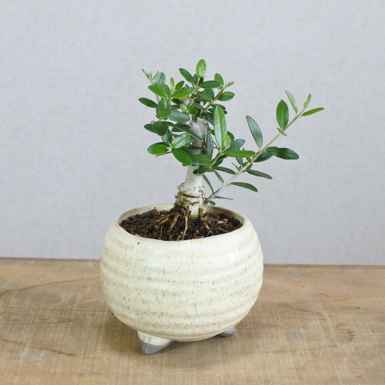 小葉オリーブ シルベストリス <OS22> | BONSAI 鉄と山 | Garden Times
