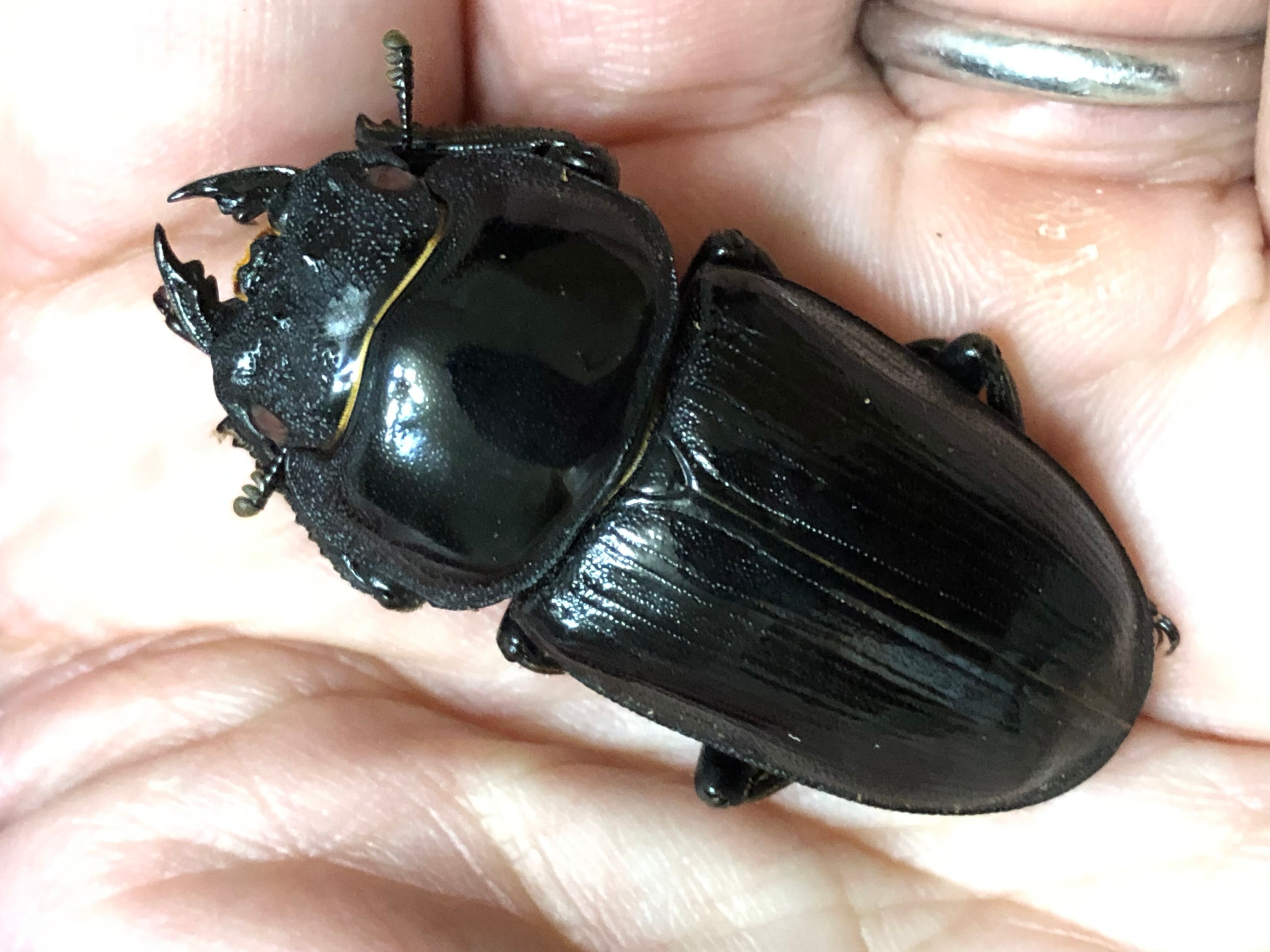 ◇国産オオクワガタ「機龍」♂♀ペア レッドアイ 赤眼 新成虫◇ 【公式 ◇国産オオクワガタ「機龍」♂♀ペア レッドアイ 赤眼 新成虫◇ 【公式
