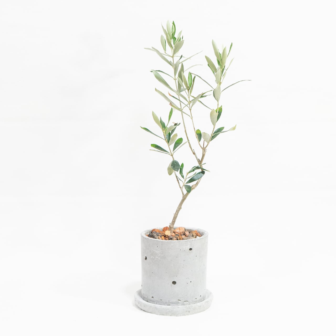 オリーブ ネバディロブロンコ 観葉植物 スタイリッシュな枝ぶり モルタル鉢仕立て