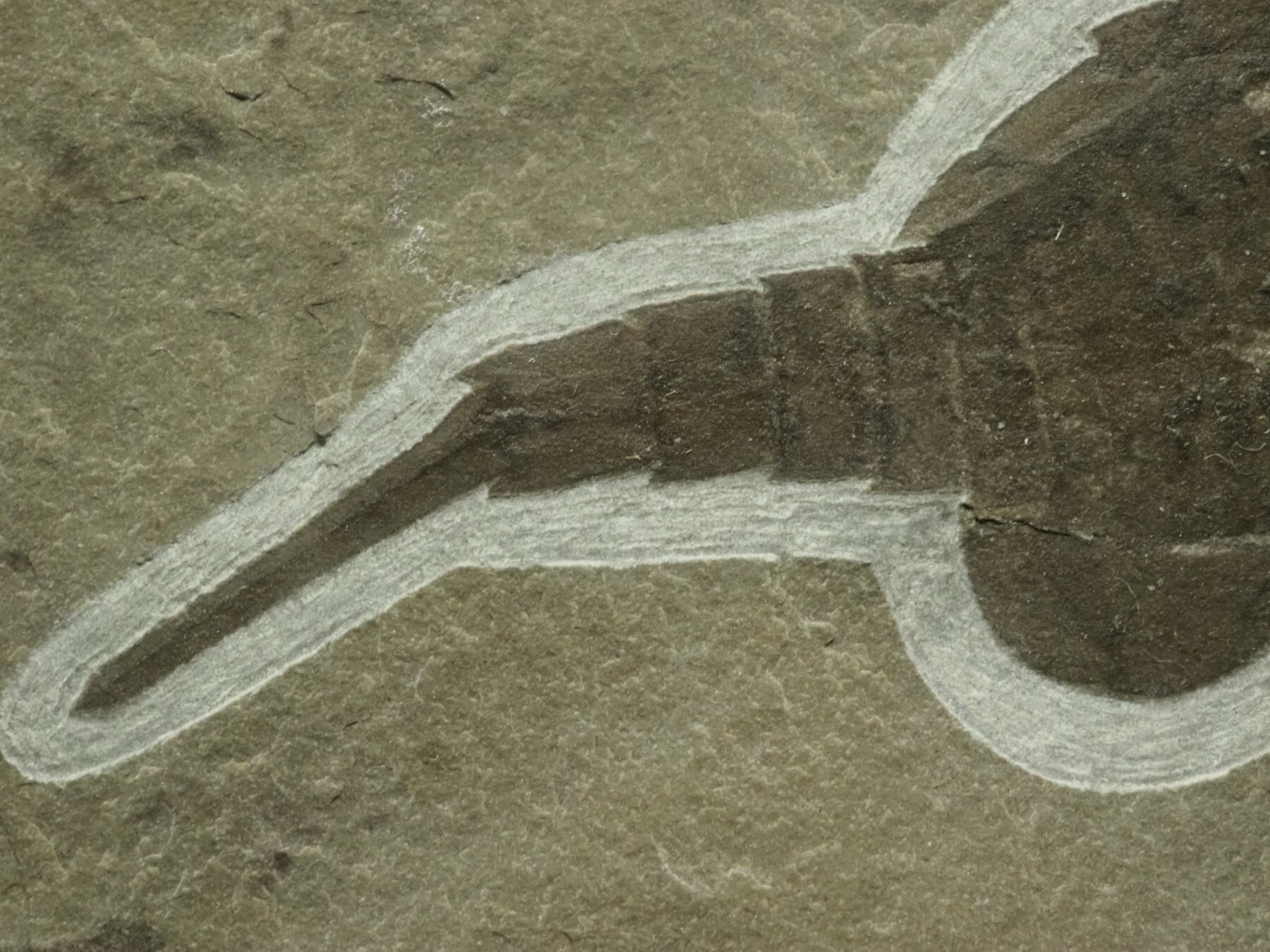 横向き！？ウミサソリの化石【Eurypterus remipes】【1315g】アメリカ