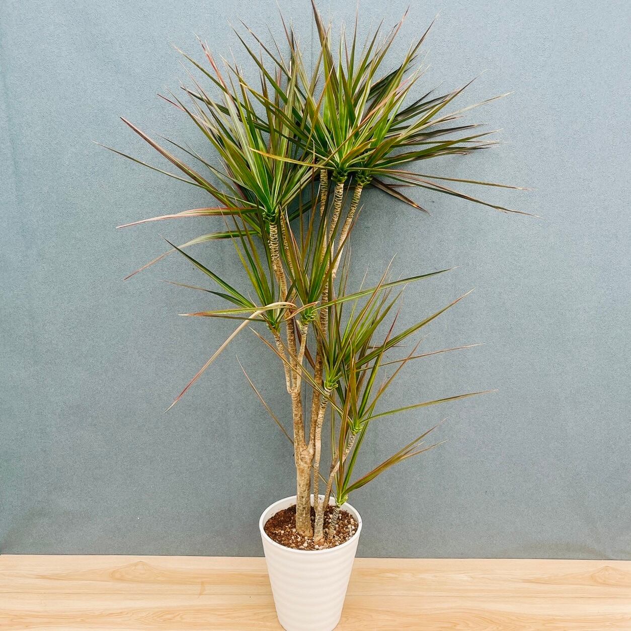現品］【希少】12番 ドラセナ カンボジアーナ 8号 観葉植物 レア 室内