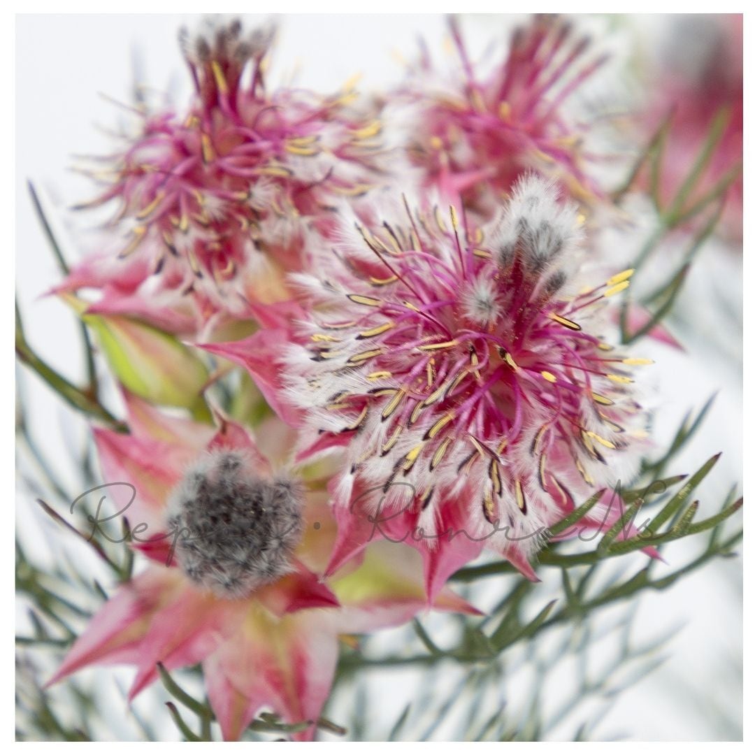 オージープランツ・ネイティブプランツ | Repos.RonroNs ~ルポ.ロンロン ~