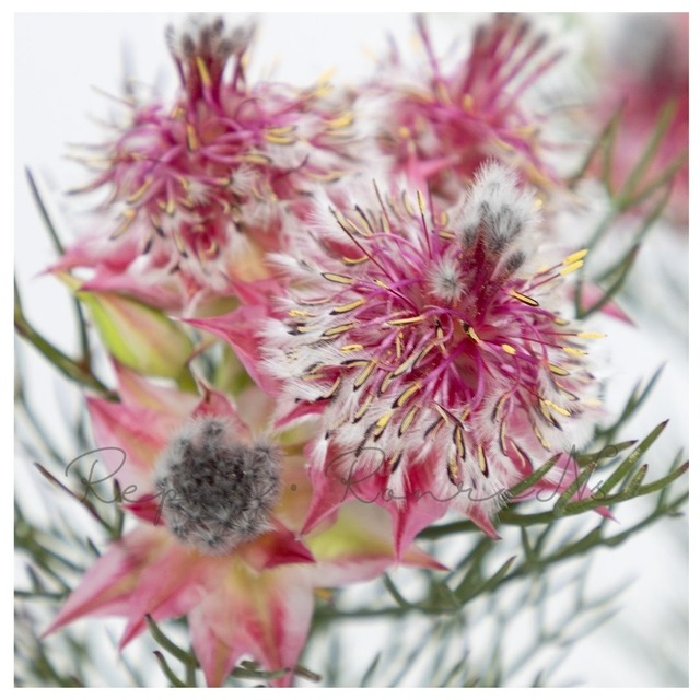 セルリア（ジョーイセルリア）：カルメン①（5号鉢）  希少 オージープランツ　シンボルツリー　庭木