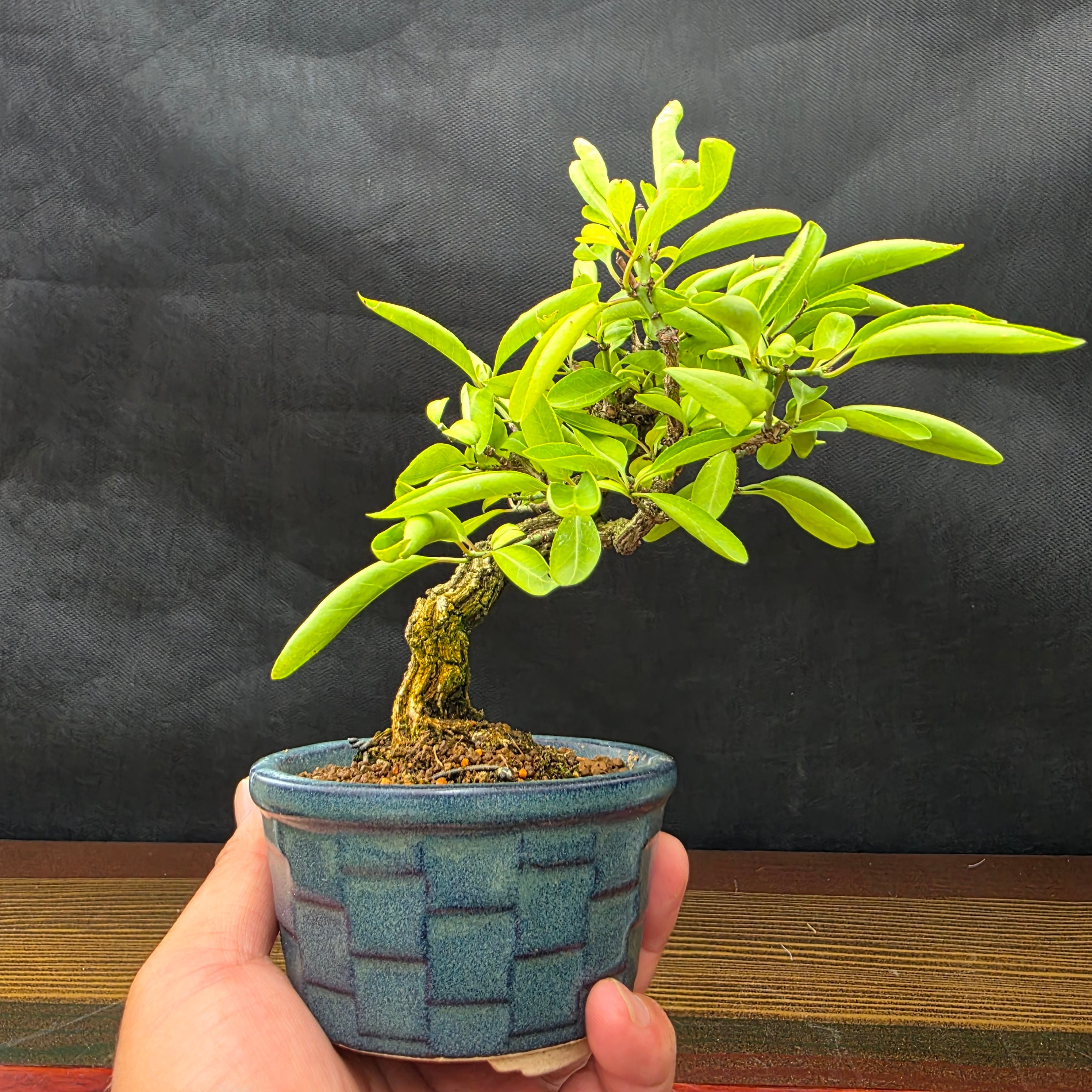 杜松 トショウ | 【公式EC】BONSAI IKUMA