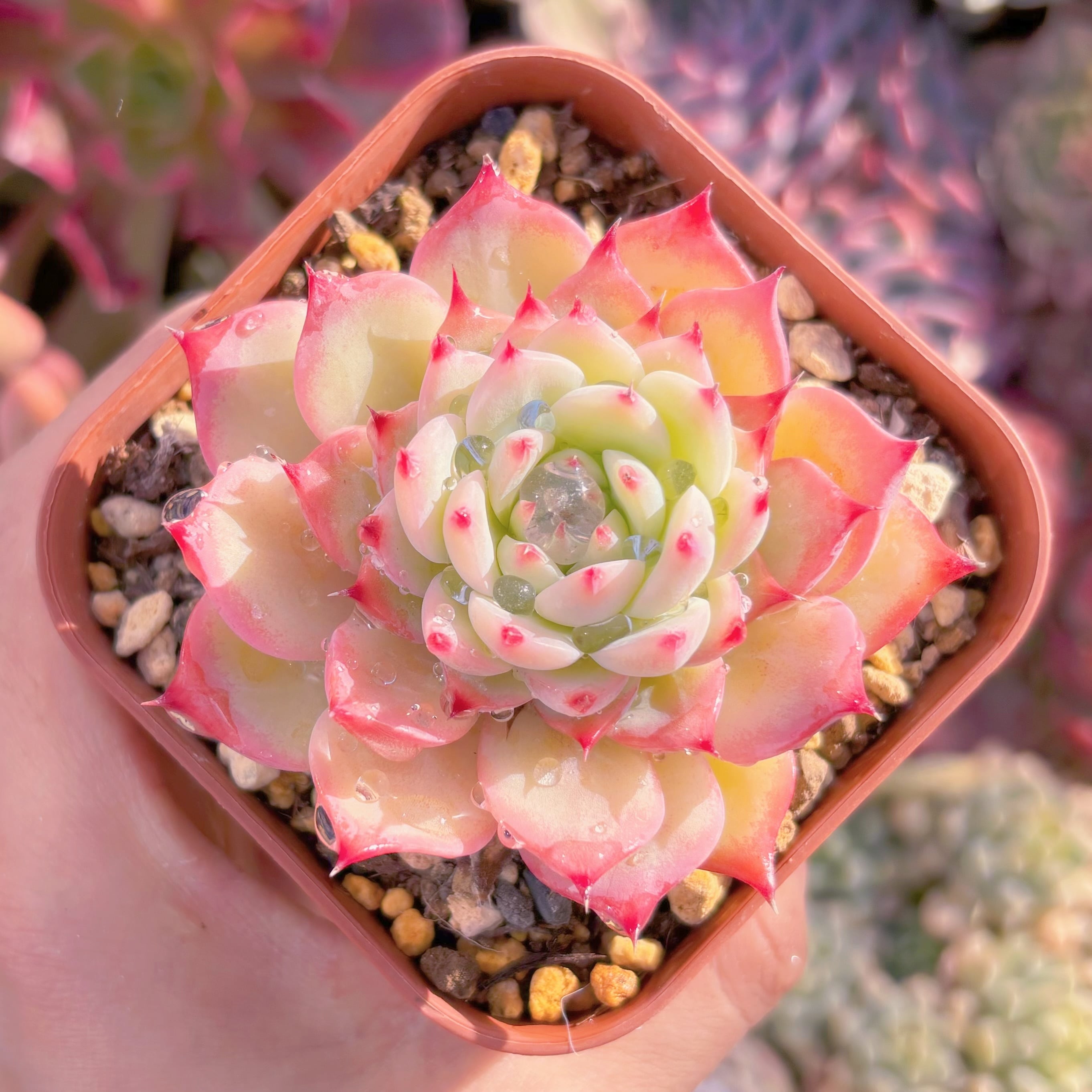 現品　水蜜桃#1115　るる農園