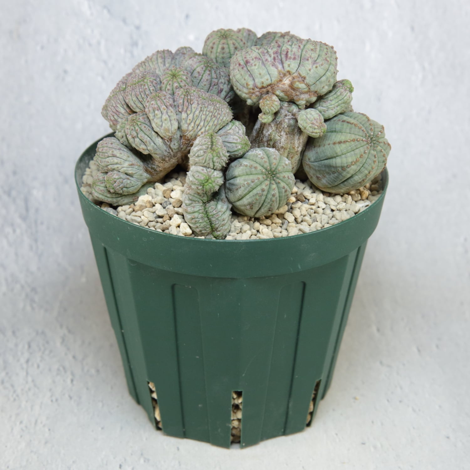 超厳選株】超大株 最大幅約11cm マルチヘッド 円扇綴化 オベサ