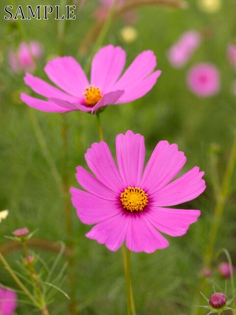 三田　秋桜　JPEG (5)