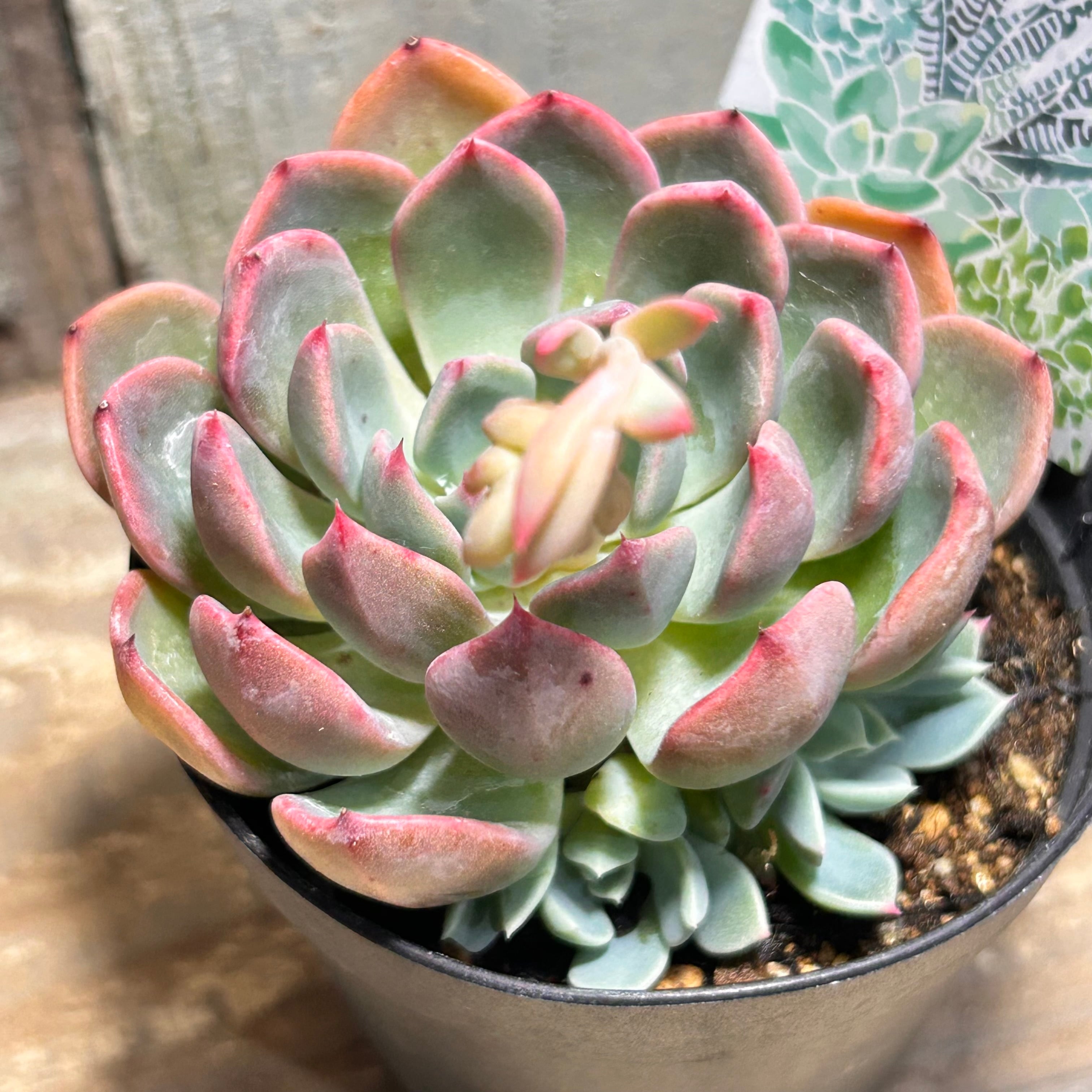 多肉植物アエオニウム錦❤️はくていじょう❤️白帝城❤️ T)白鳳錦(アエオニウム) | RuPo 多肉植物専門店