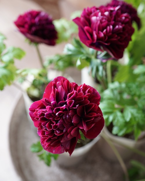 大輪・八重咲きアネモネ　レバンテ　ワイン　３号　