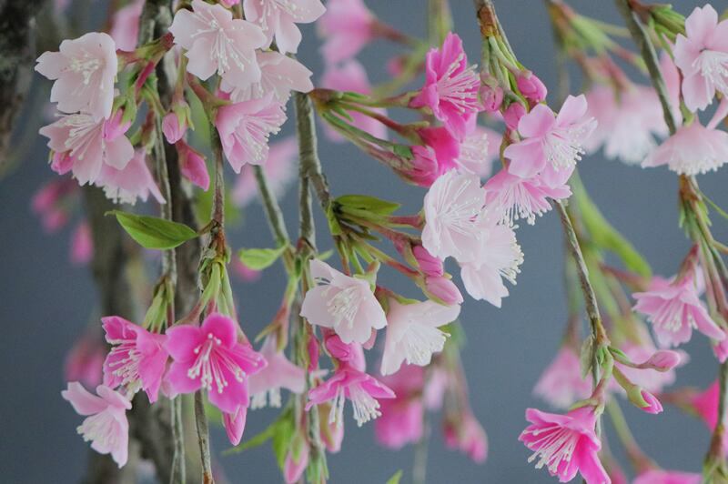 盆栽 枝垂れ桜 Cherry Tree Bonsai #103 | Oh! BONSAI